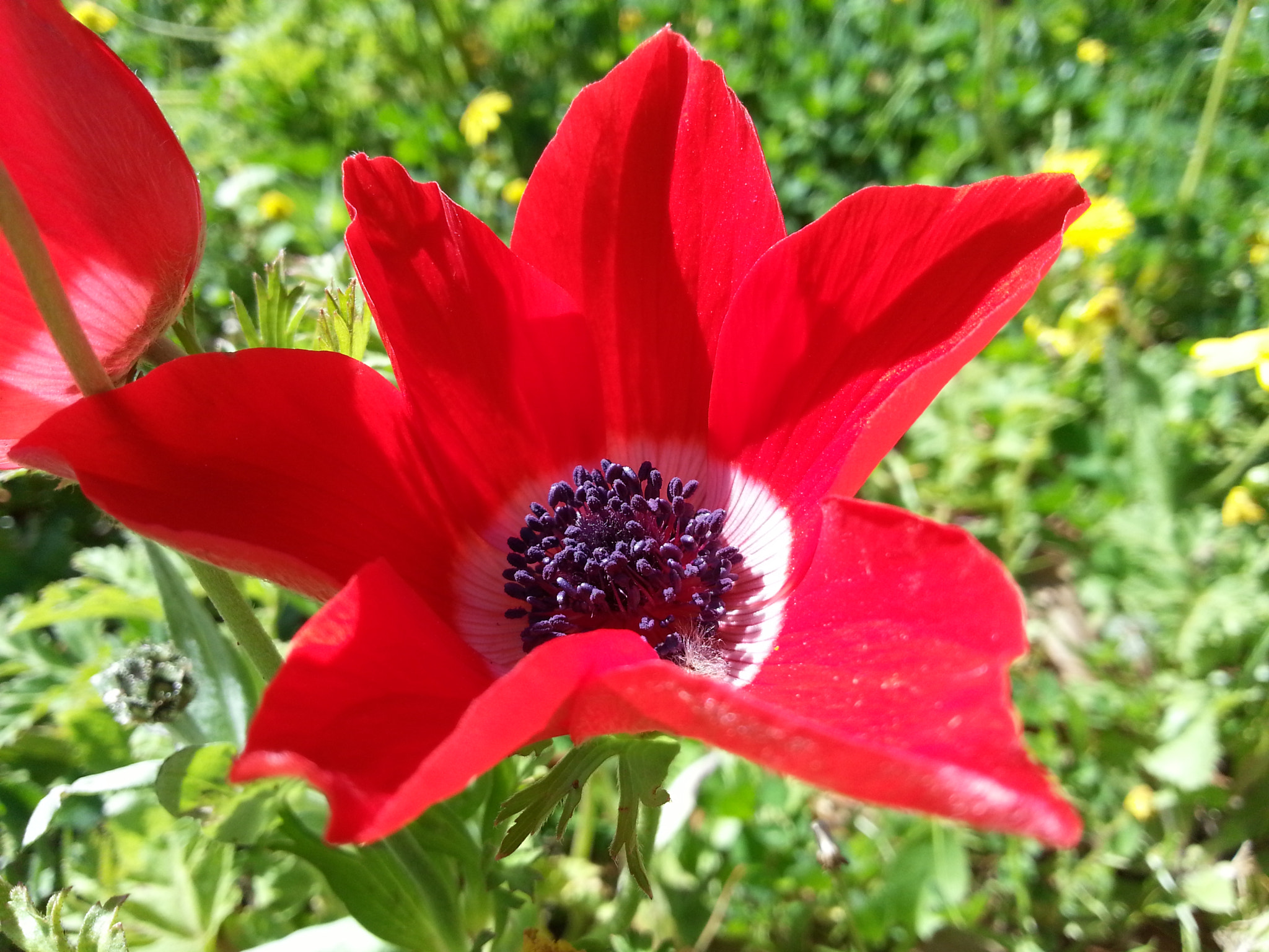 Samsung GT-I8750 sample photo. Poppy anemone (macro) photography