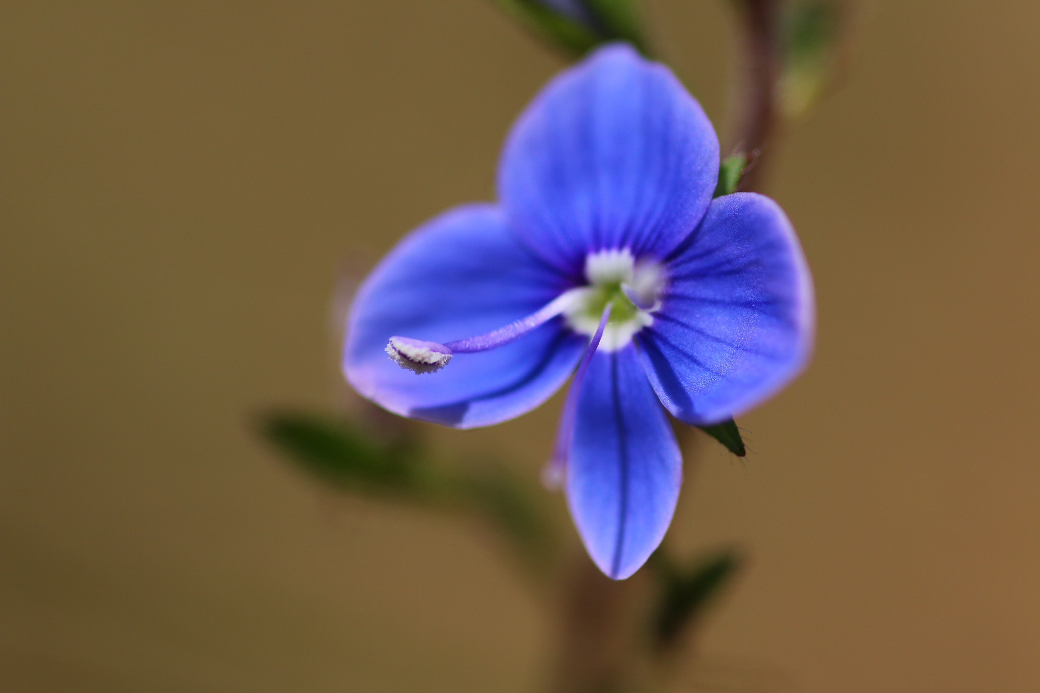 Canon EOS 70D + Tamron SP AF 90mm F2.8 Di Macro sample photo. A flower photography