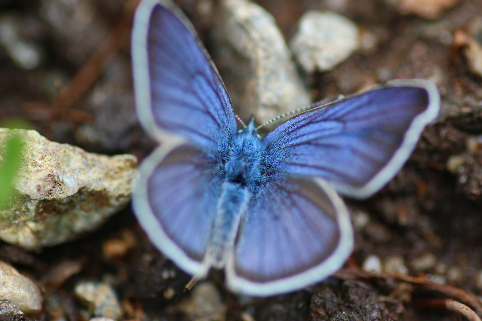 Canon EOS 70D + Tamron SP AF 90mm F2.8 Di Macro sample photo. Butterfly photography