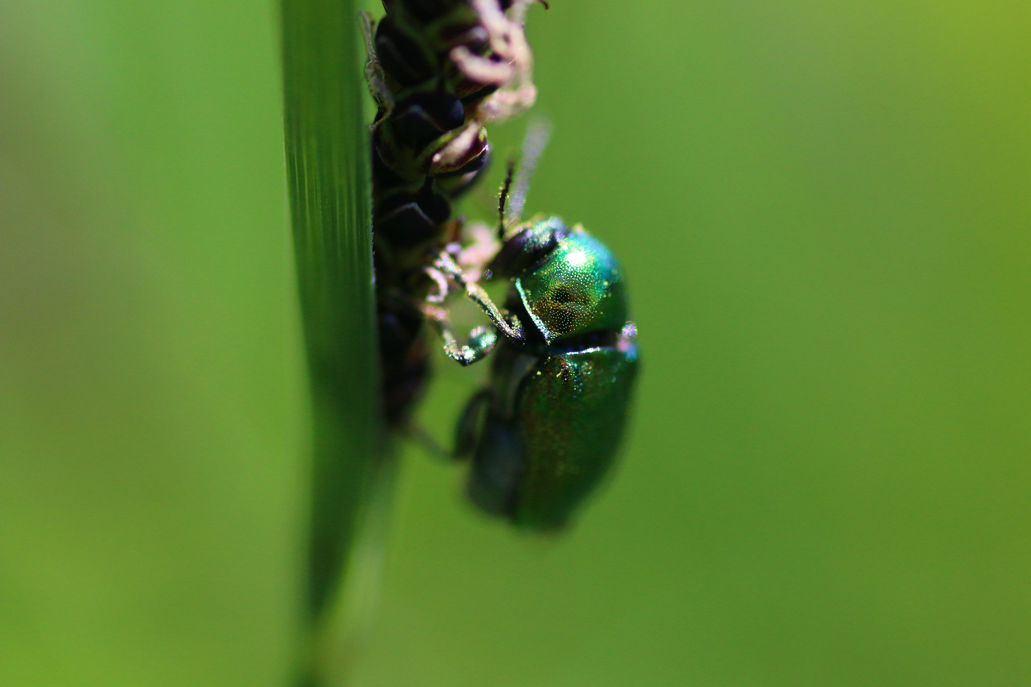 Canon EOS 70D + Tamron SP AF 90mm F2.8 Di Macro sample photo. Beetle photography