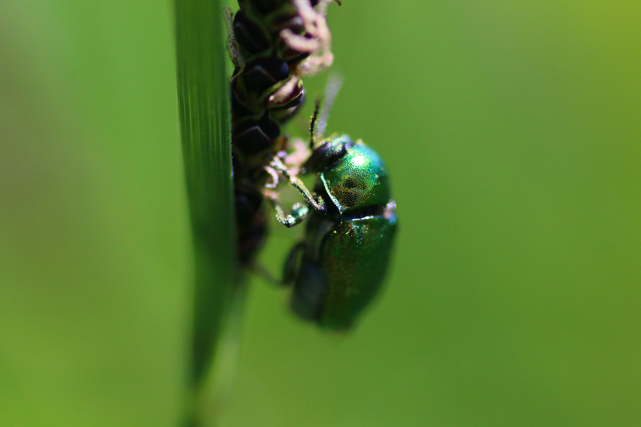 Tamron SP AF 90mm F2.8 Di Macro sample photo. Beetle photography