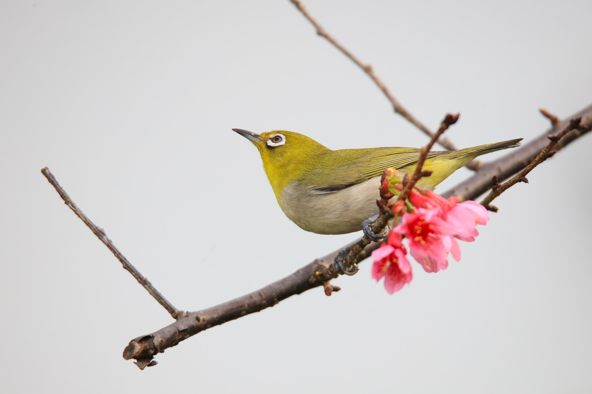 Tamron SP 150-600mm F5-6.3 Di VC USD sample photo. Japanese white-eye photography