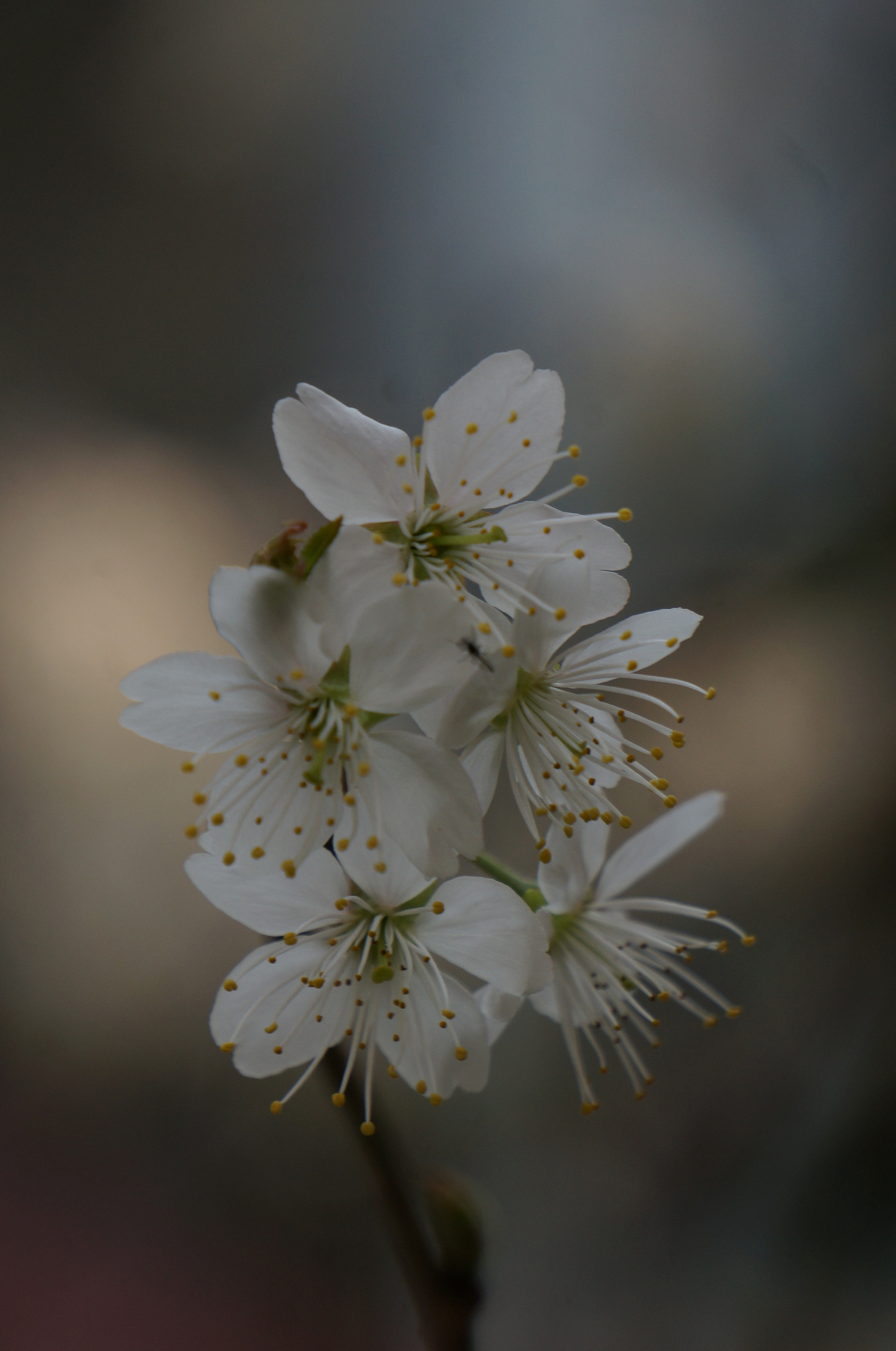 Sony Alpha NEX-5T sample photo. Florescence photography