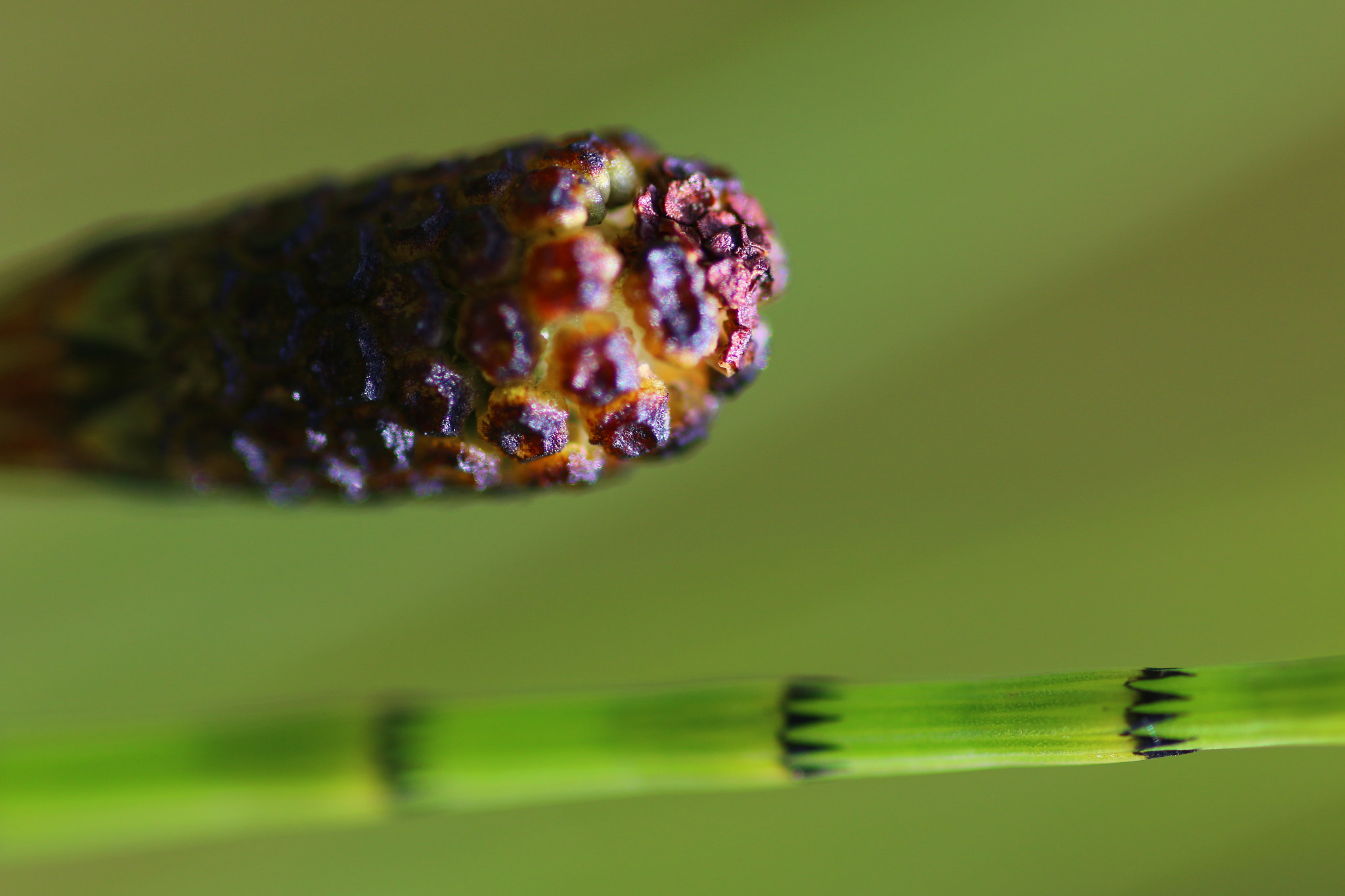 Canon EOS 70D + Tamron SP AF 90mm F2.8 Di Macro sample photo. Very small photography