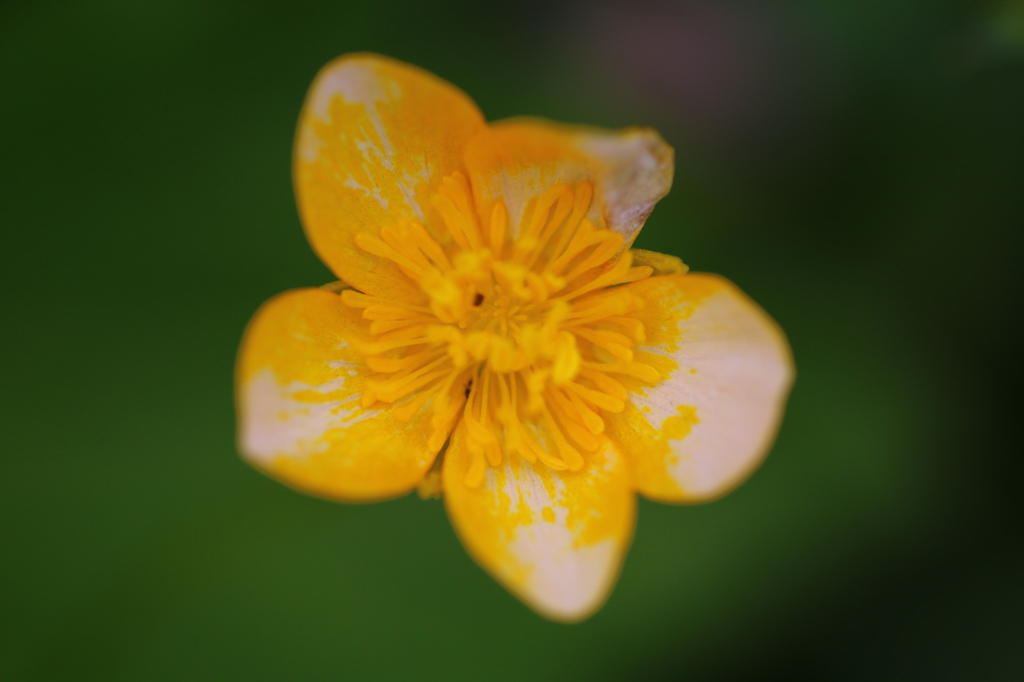 Tamron SP AF 90mm F2.8 Di Macro sample photo. A yellow flower photography