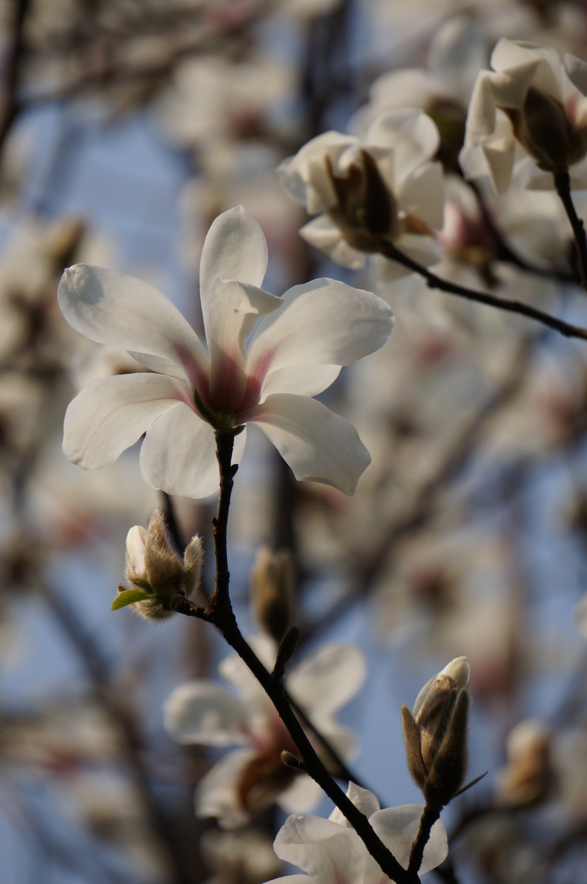 Sony Alpha NEX-5T sample photo. Florescence photography