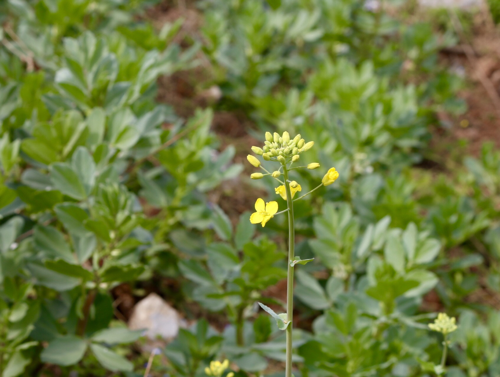 Canon EF-S 55-250mm F4-5.6 IS II sample photo