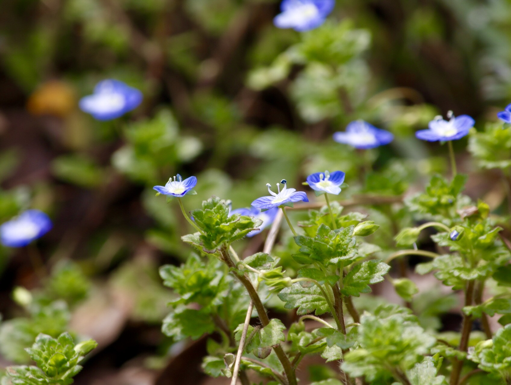 Canon EF-S 55-250mm F4-5.6 IS II sample photo