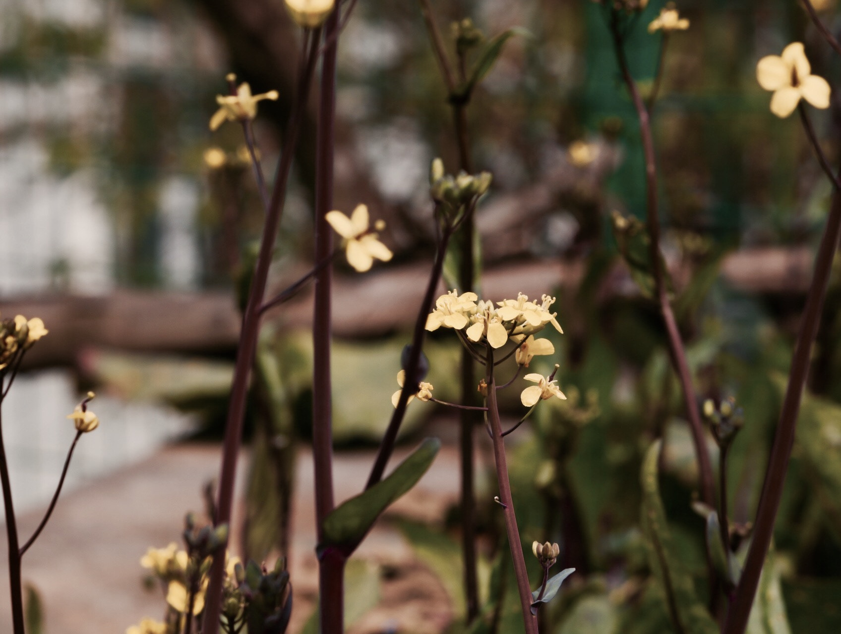 Canon EF-S 55-250mm F4-5.6 IS II sample photo