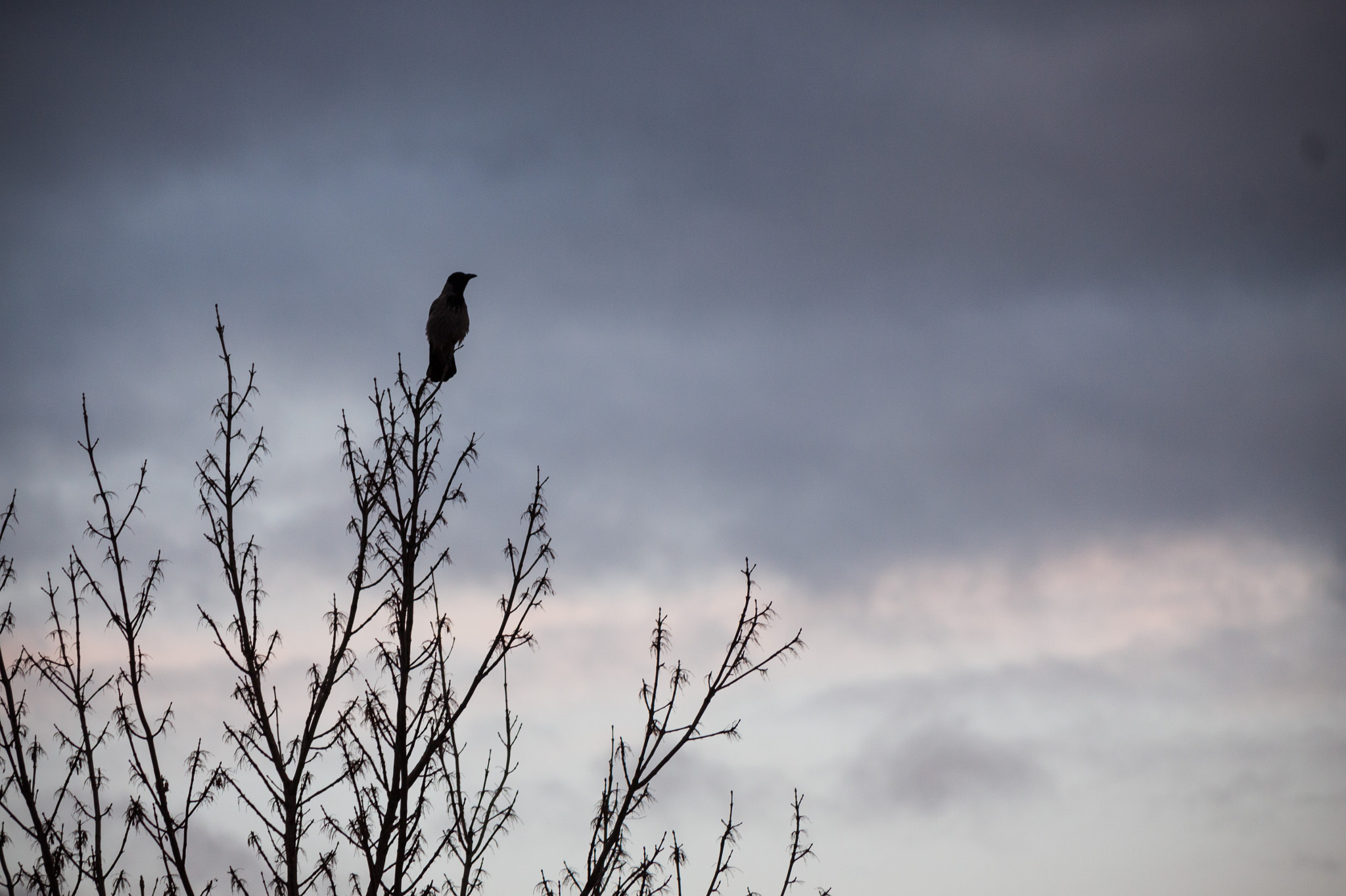 Canon EF-S 55-250mm F4-5.6 IS II sample photo. In the morning photography
