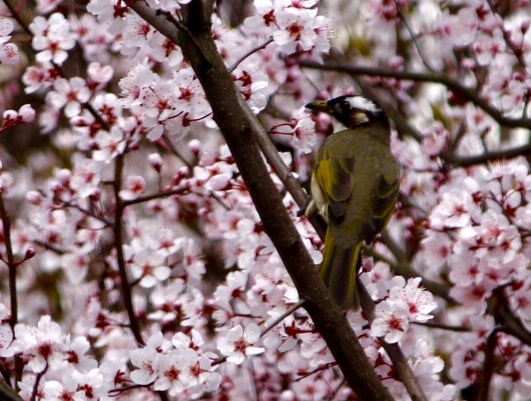 Canon EF-S 55-250mm F4-5.6 IS II sample photo