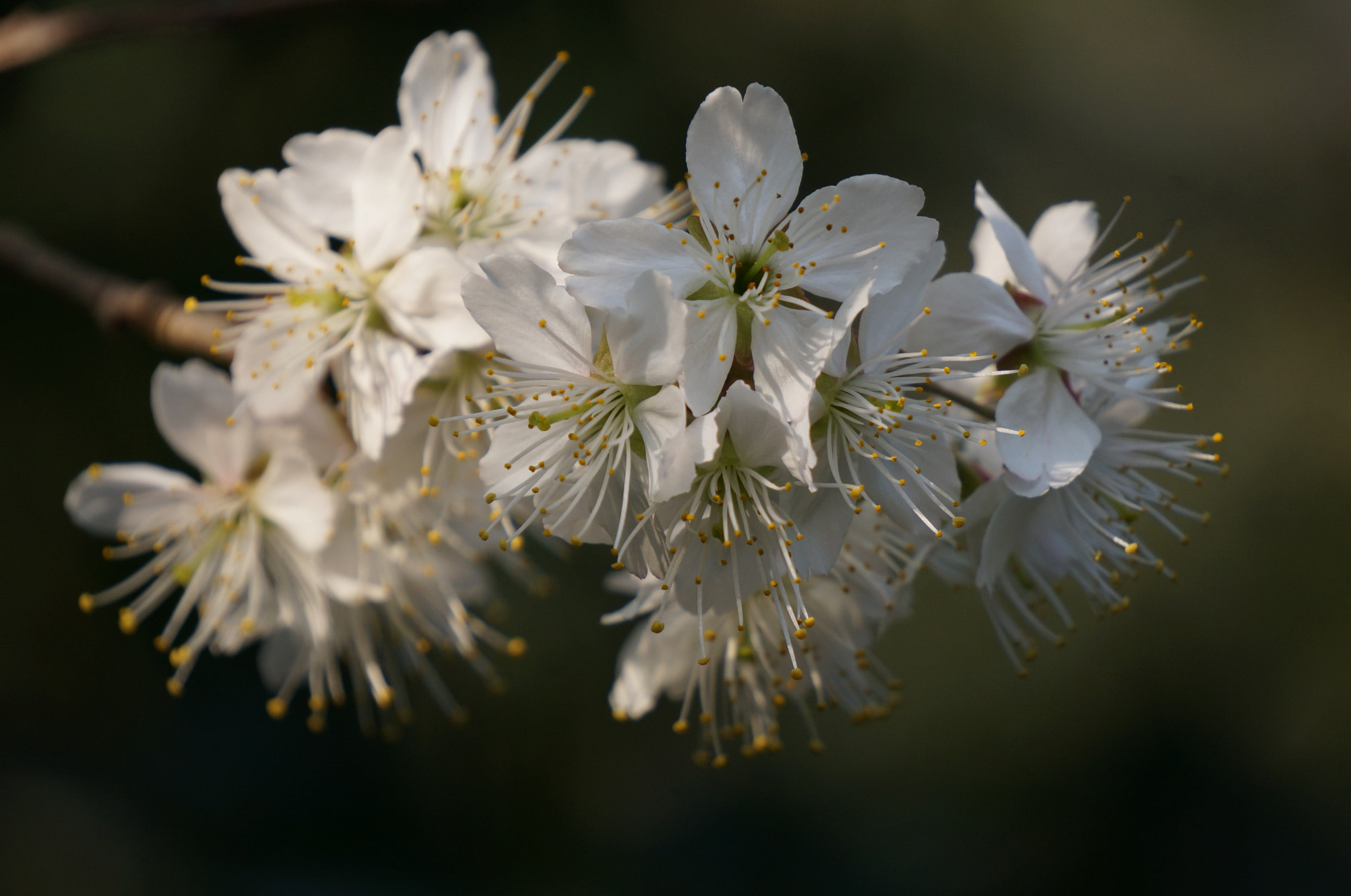 Sony Alpha NEX-5T sample photo. Spring coming,flowers laughing... photography