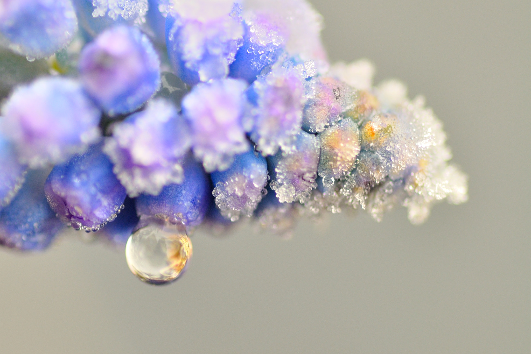 Tamron SP AF 90mm F2.8 Di Macro sample photo. In my garden photography