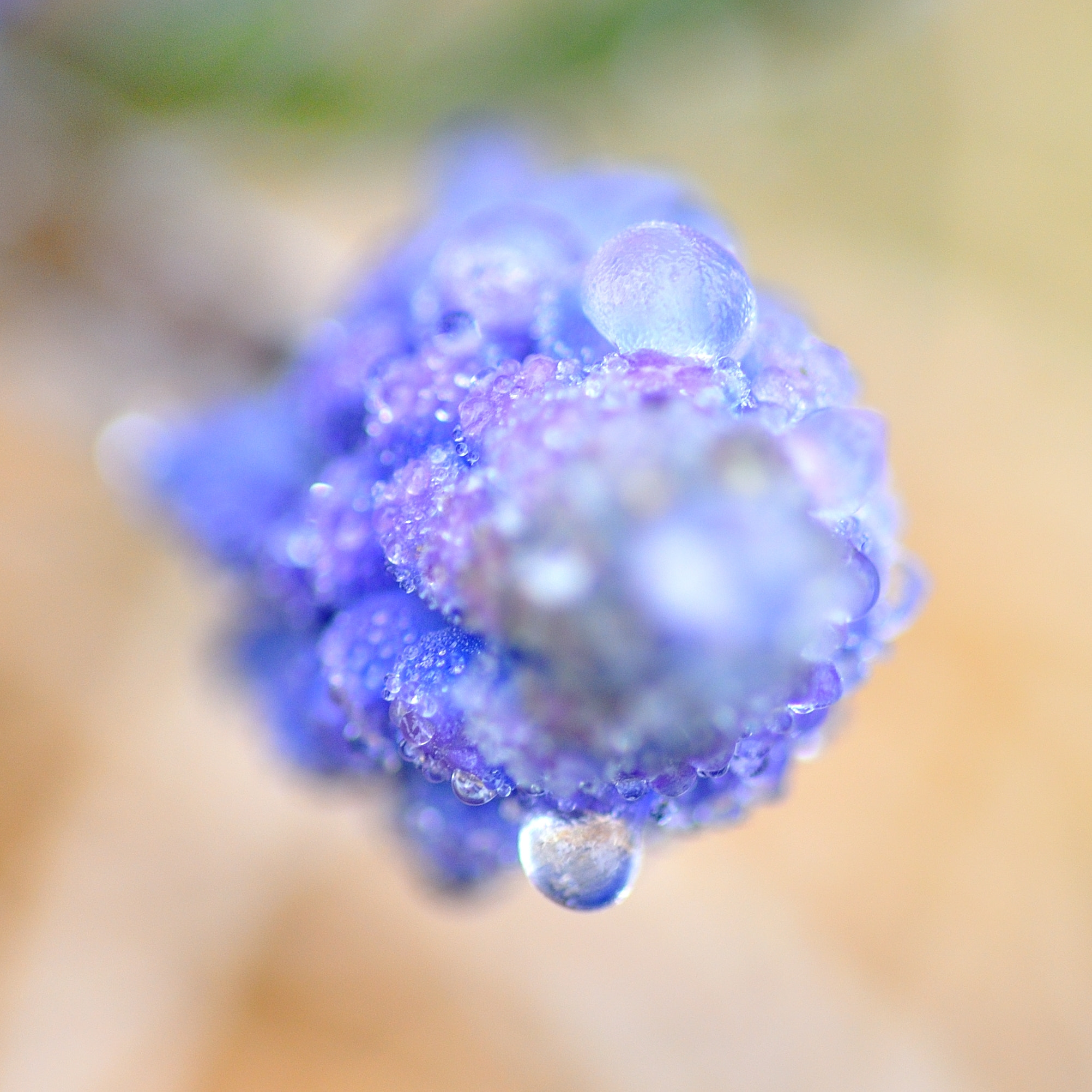 Tamron SP AF 90mm F2.8 Di Macro sample photo. In my garden photography