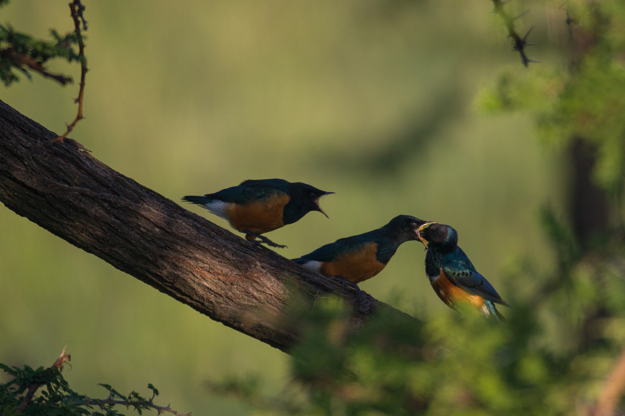 Canon EF 600mm F4L IS USM sample photo. Feed me photography