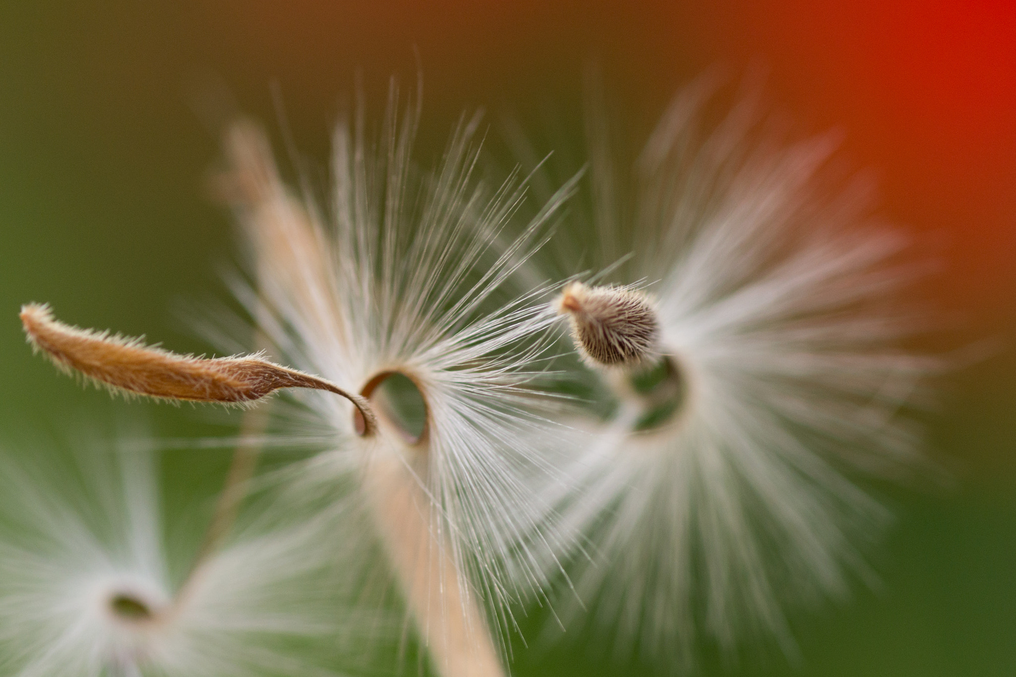 Sony a6000 + Tamron SP AF 90mm F2.8 Di Macro sample photo. Untitled photography