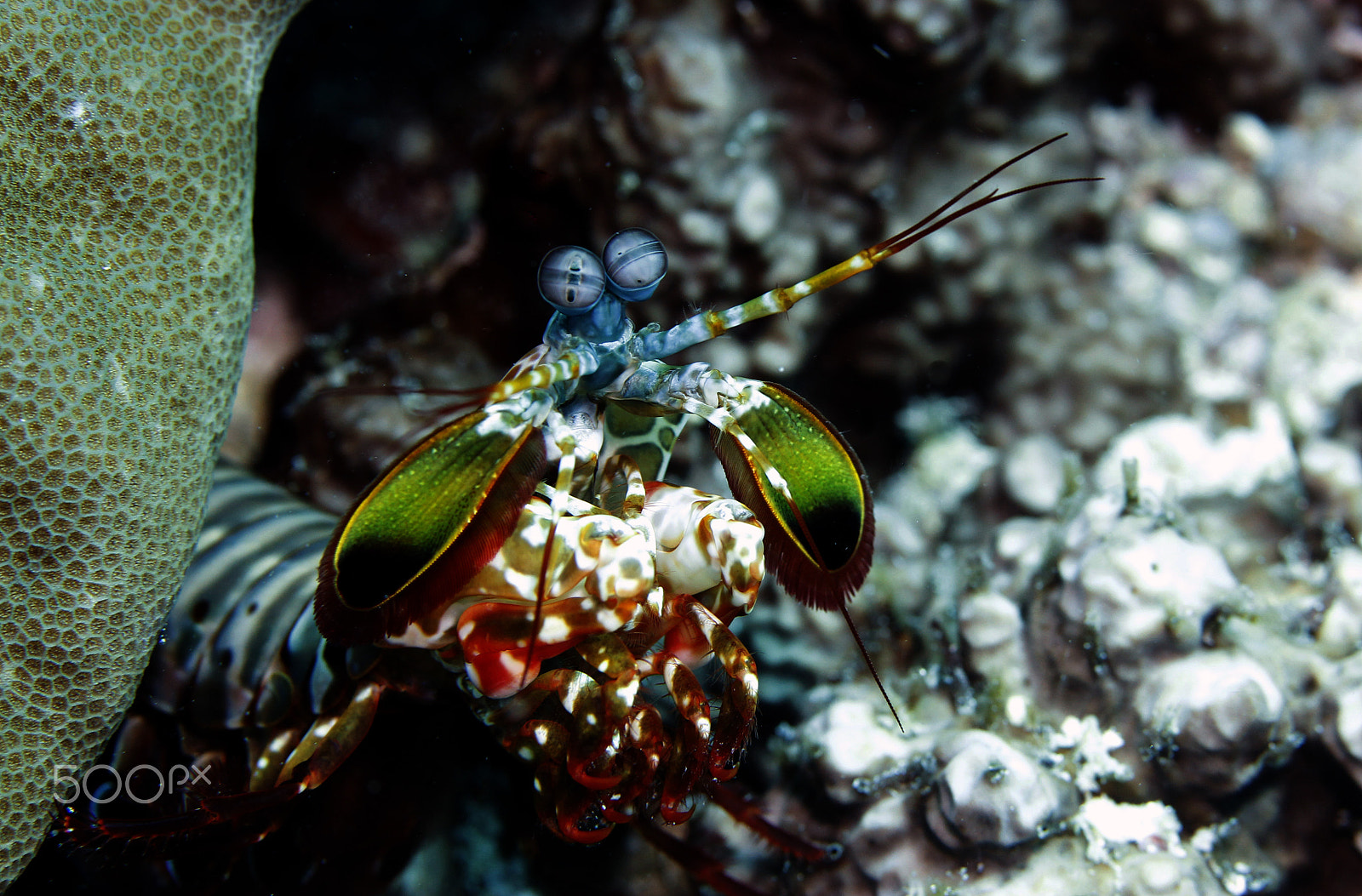 Canon EOS 60D + Canon EF 100mm F2.8 Macro USM sample photo. Peacock mantis shrimp photography