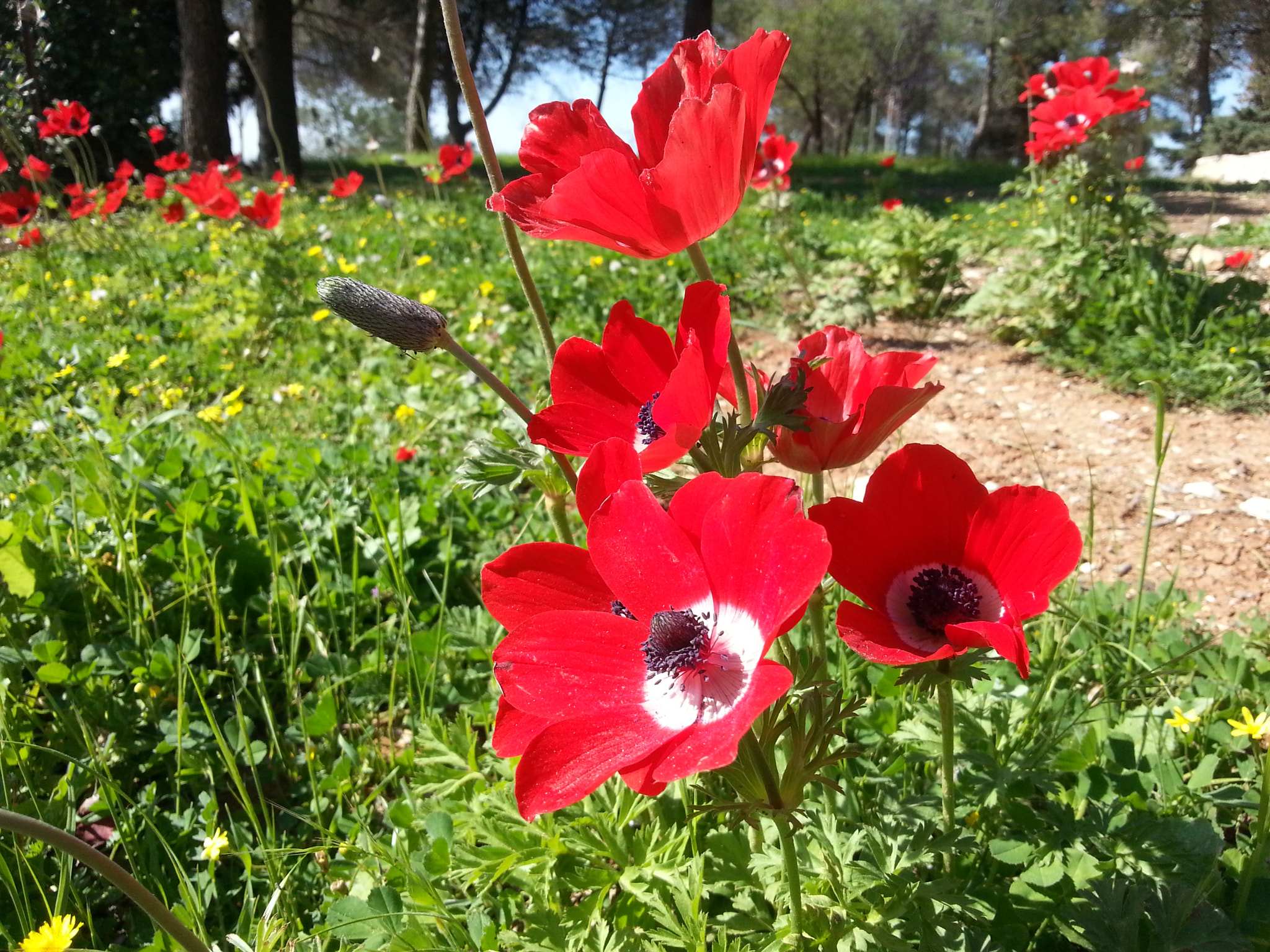 Samsung GT-I8750 sample photo. Poppy anemone photography