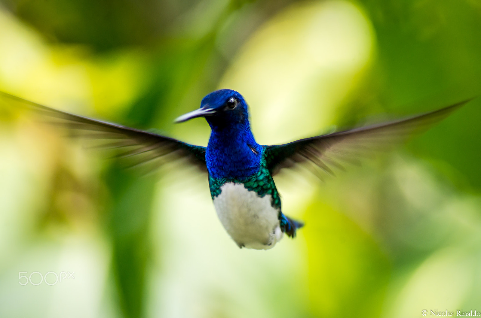Pentax K-30 sample photo. Flying hummingbird - trinidad photography