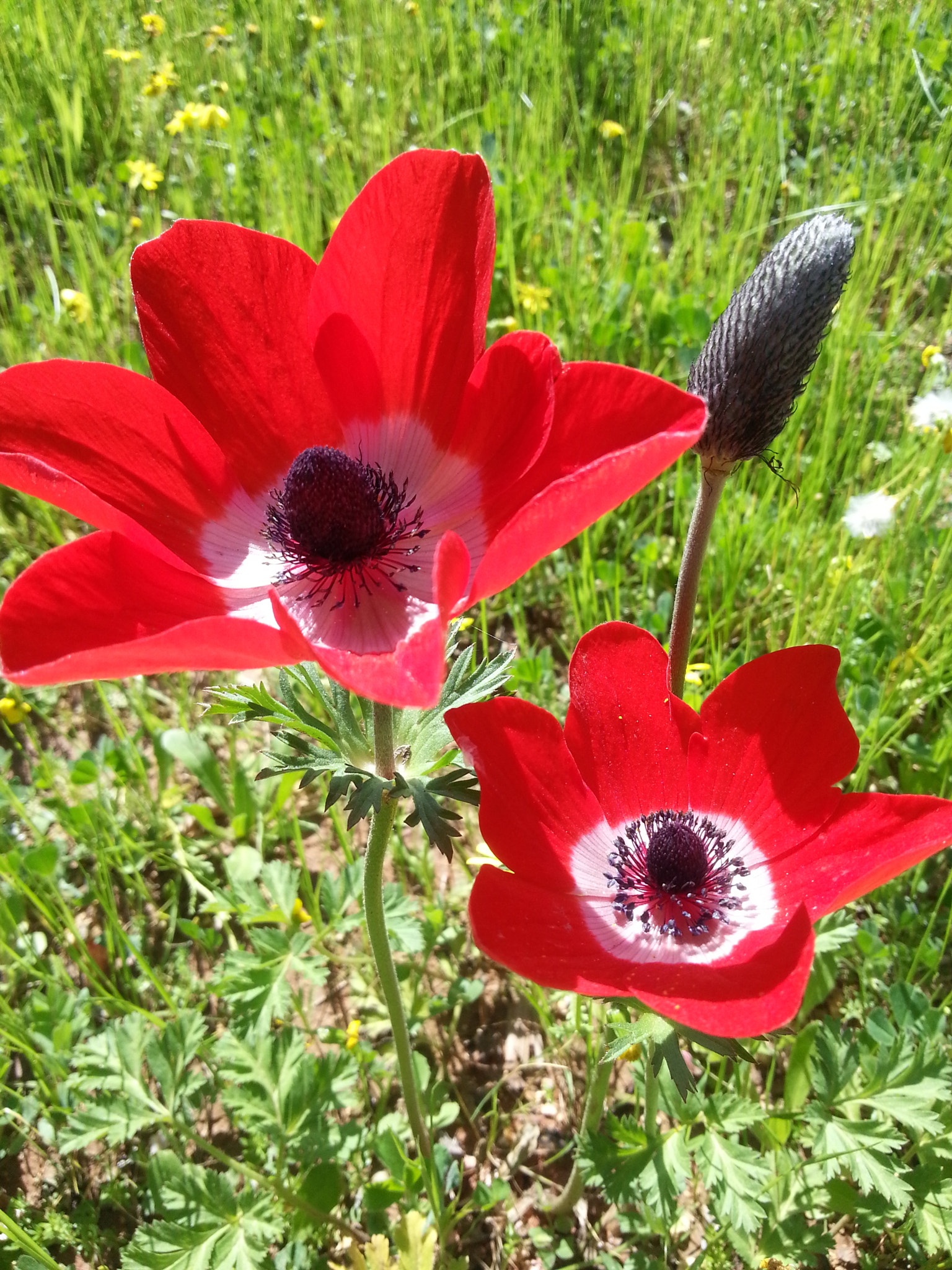 Samsung GT-I8750 sample photo. Poppy anemone photography