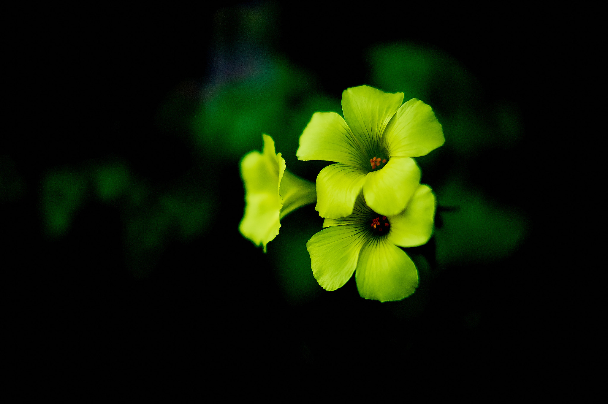 Sony DT 35mm F1.8 SAM sample photo. Spring photography