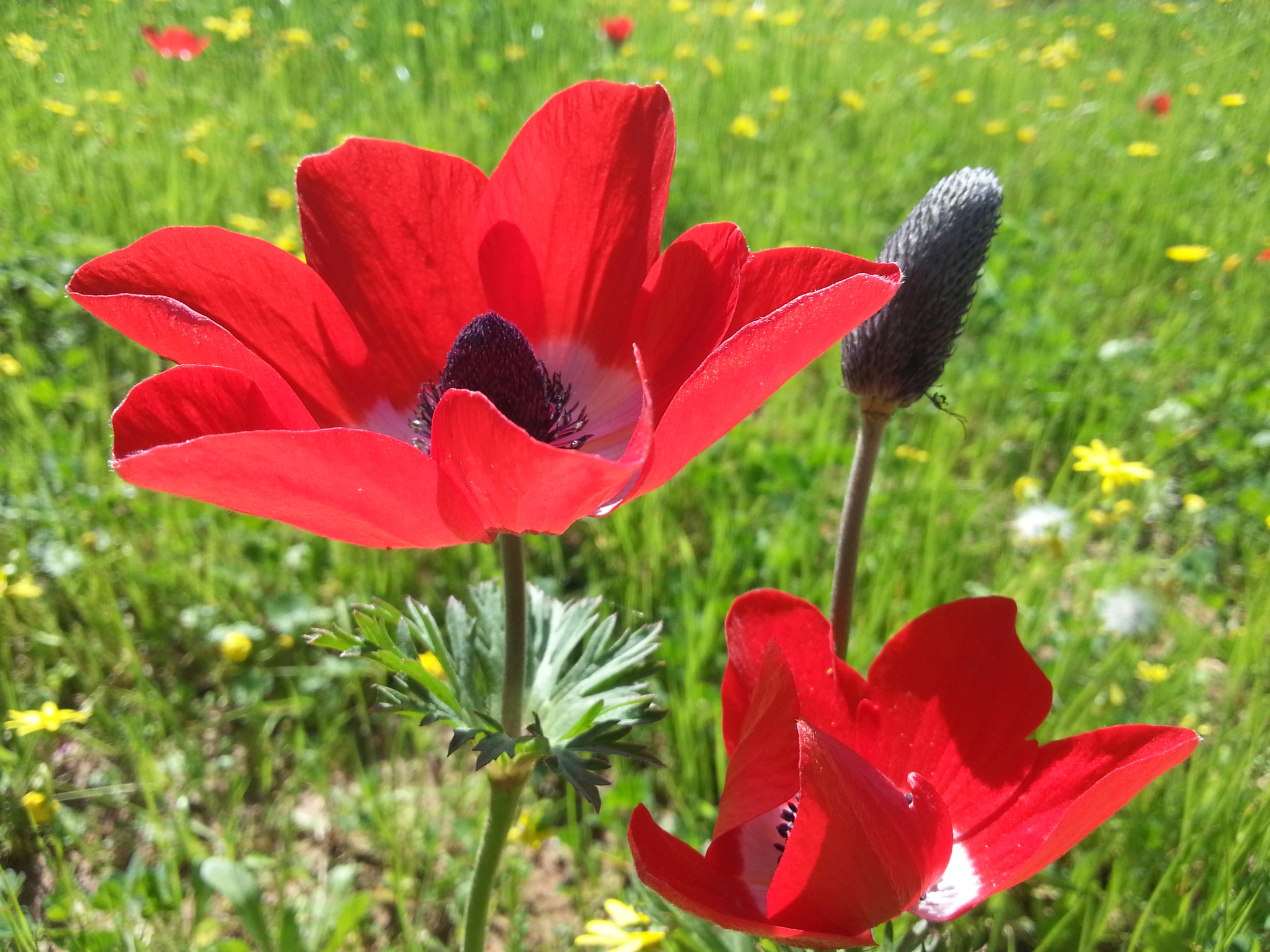 Samsung GT-I8750 sample photo. Poppy anemone photography