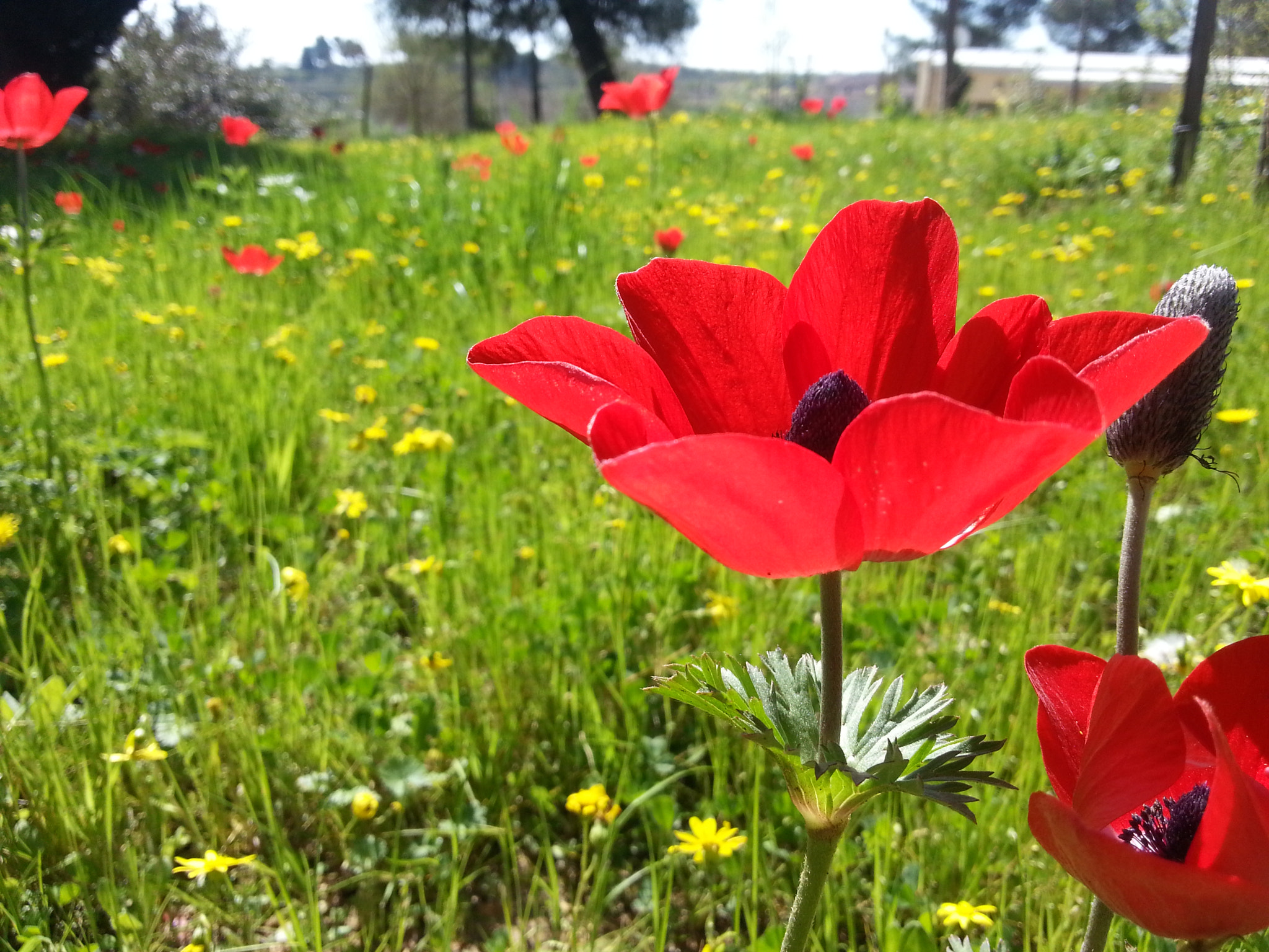 Samsung GT-I8750 sample photo. Poppy anemone photography