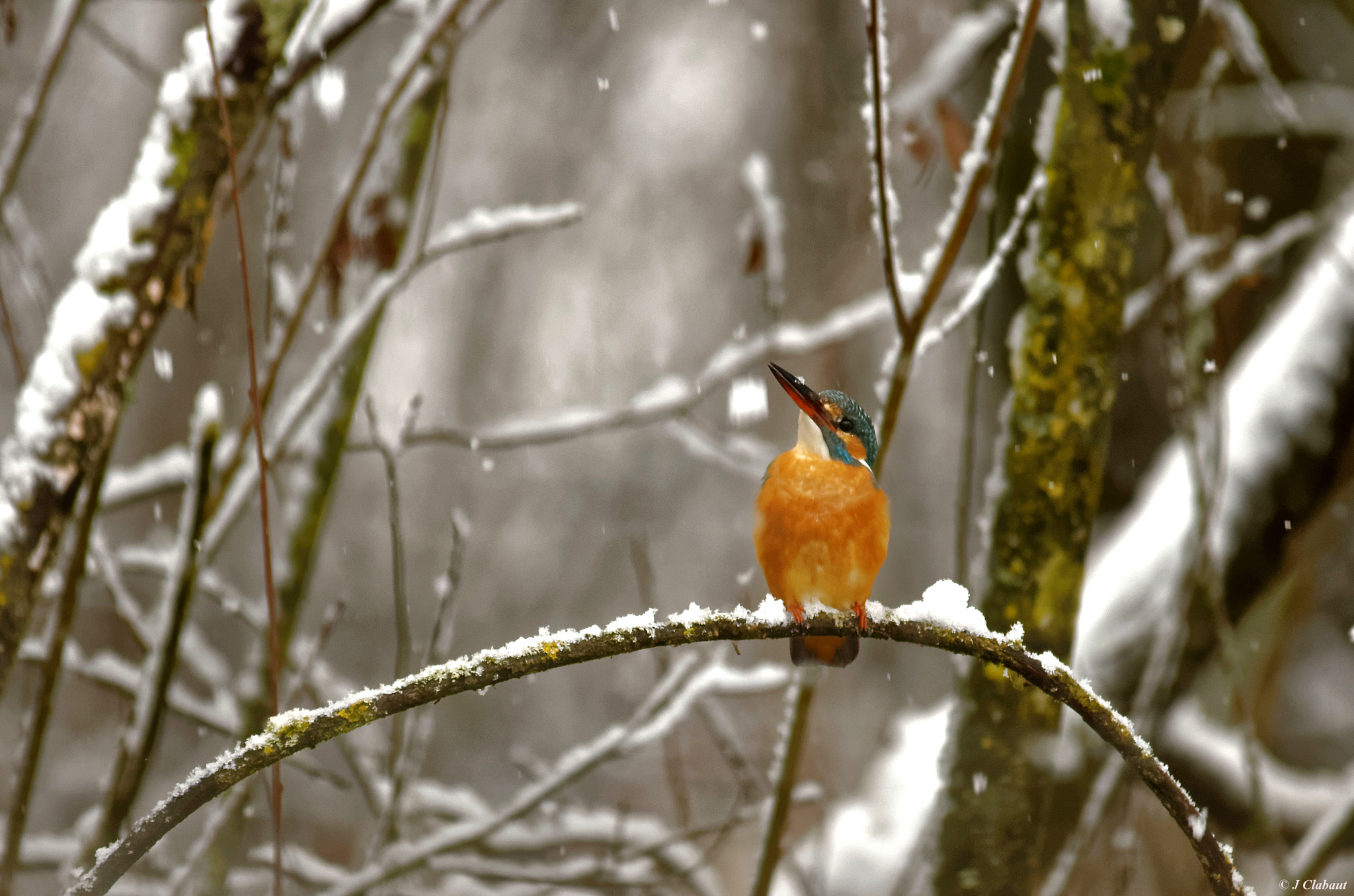 Pentax K-5 + Sigma 150-500mm F5-6.3 DG OS HSM sample photo. Martin sous la neige photography