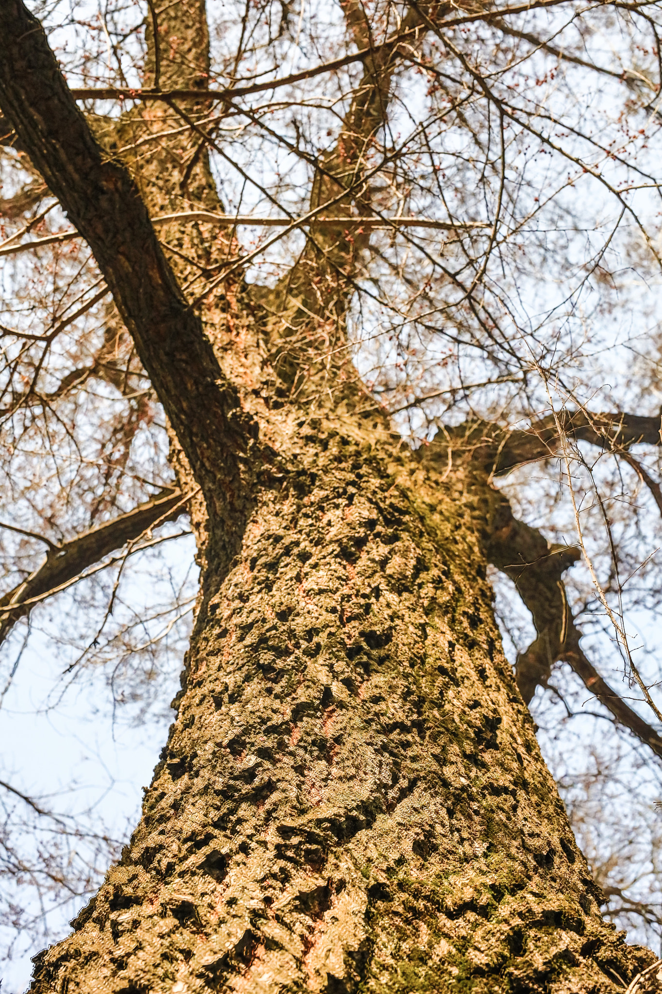 Canon EOS 5DS + ZEISS Milvus 50mm F1.4 sample photo