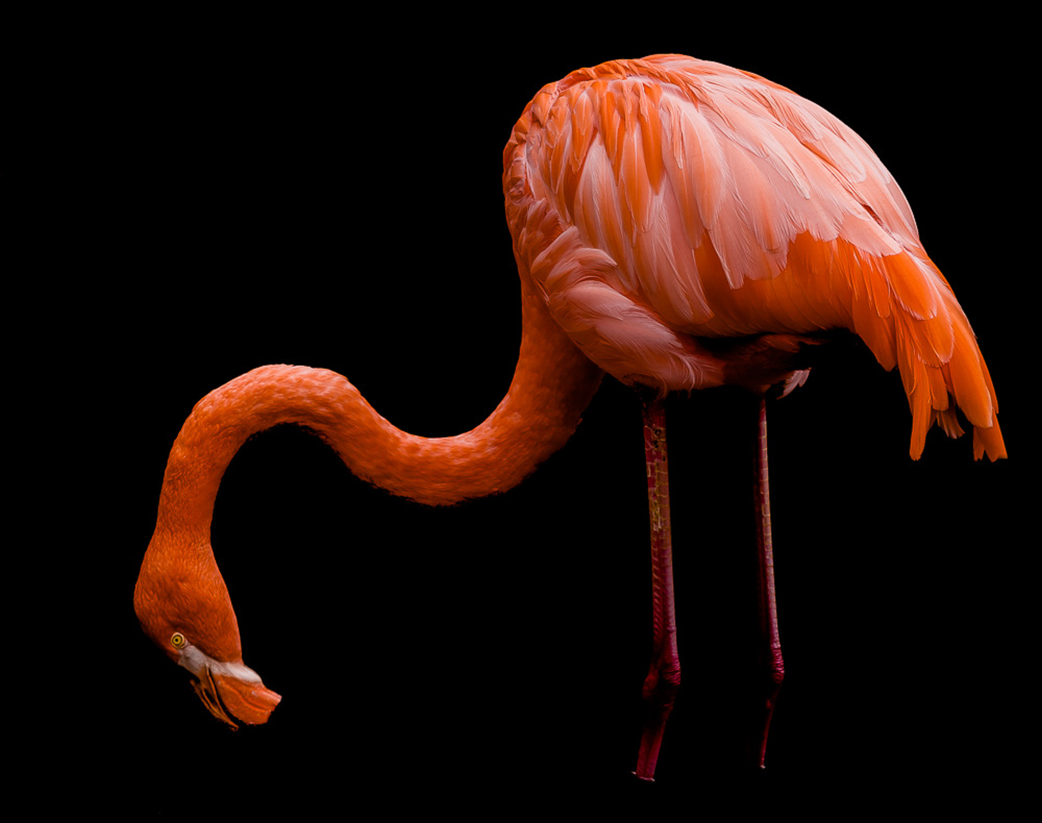 Sony SLT-A77 + Sigma 30mm F1.4 EX DC HSM sample photo. Flamingo photography