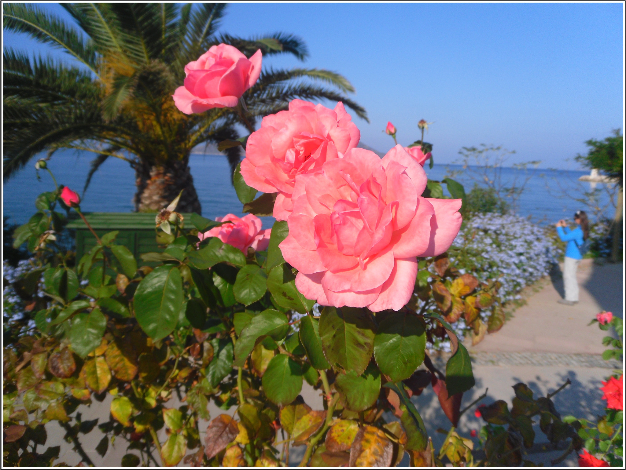 Samsung PL80/VLUU PL80/ SL630/ PL81 sample photo. Little photographer and pink roses at turgutreis. sevketsabanciparki photography