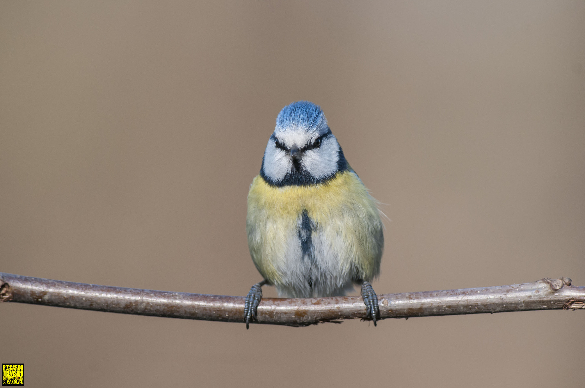 Nikon AF-S Nikkor 300mm F2.8G ED VR II sample photo. A tu per tu con la cinciarella photography
