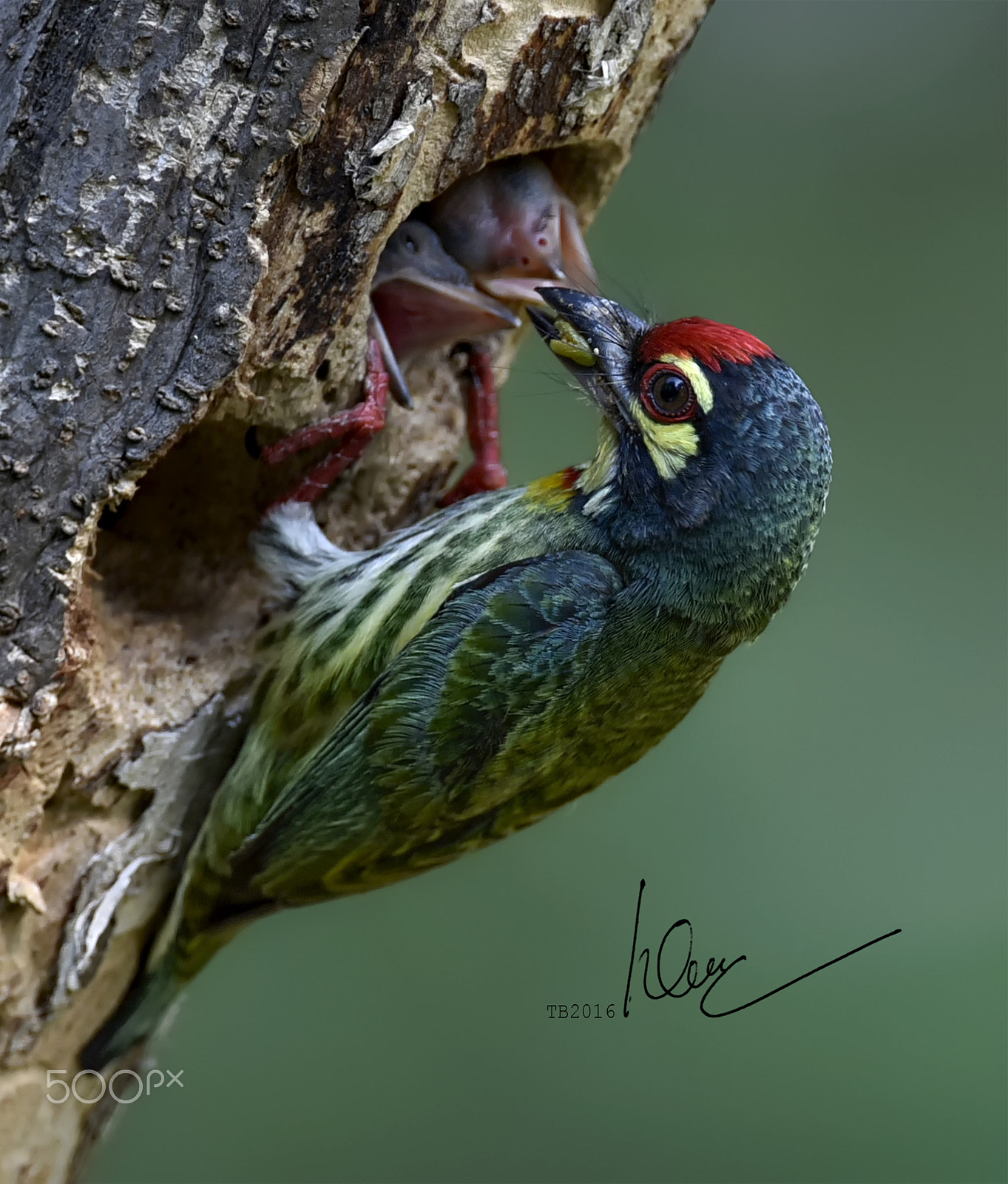 Nikon AF-S Nikkor 600mm F4D ED-IF II sample photo