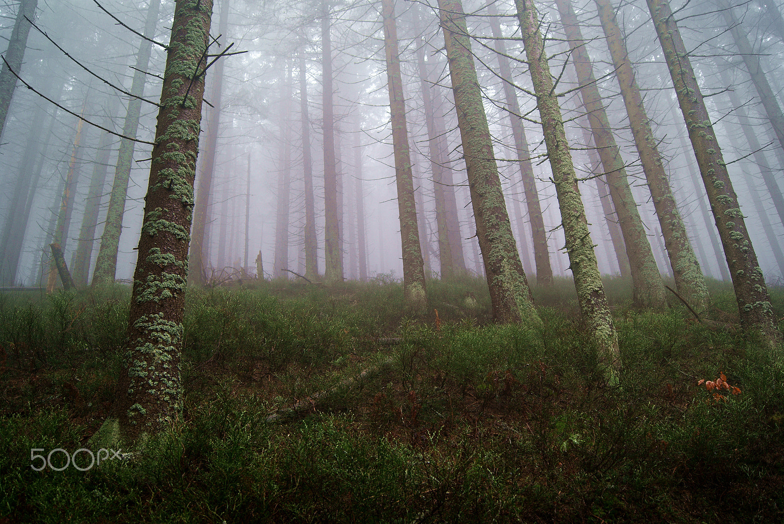 Sony Alpha DSLR-A230 sample photo. Spring fog in the forest photography