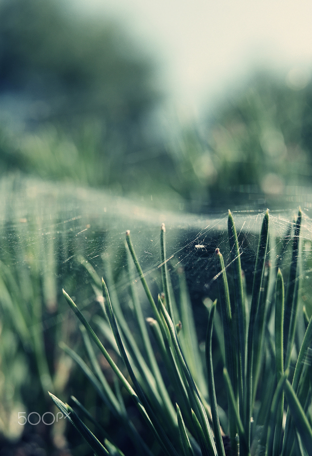 Sony Alpha DSLR-A230 sample photo. Spiders web on grass photography