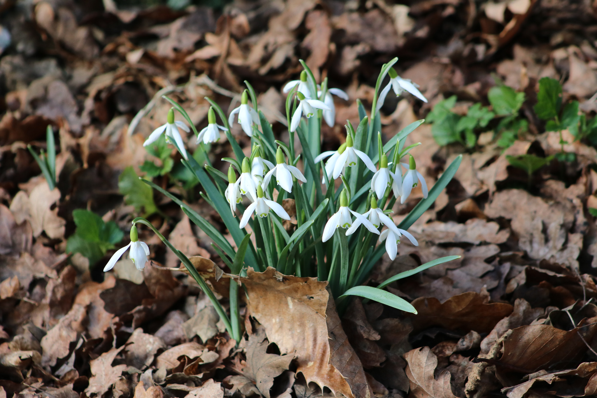 Canon EOS 760D (EOS Rebel T6s / EOS 8000D) + EF75-300mm f/4-5.6 sample photo. Woodland snowdrops photography