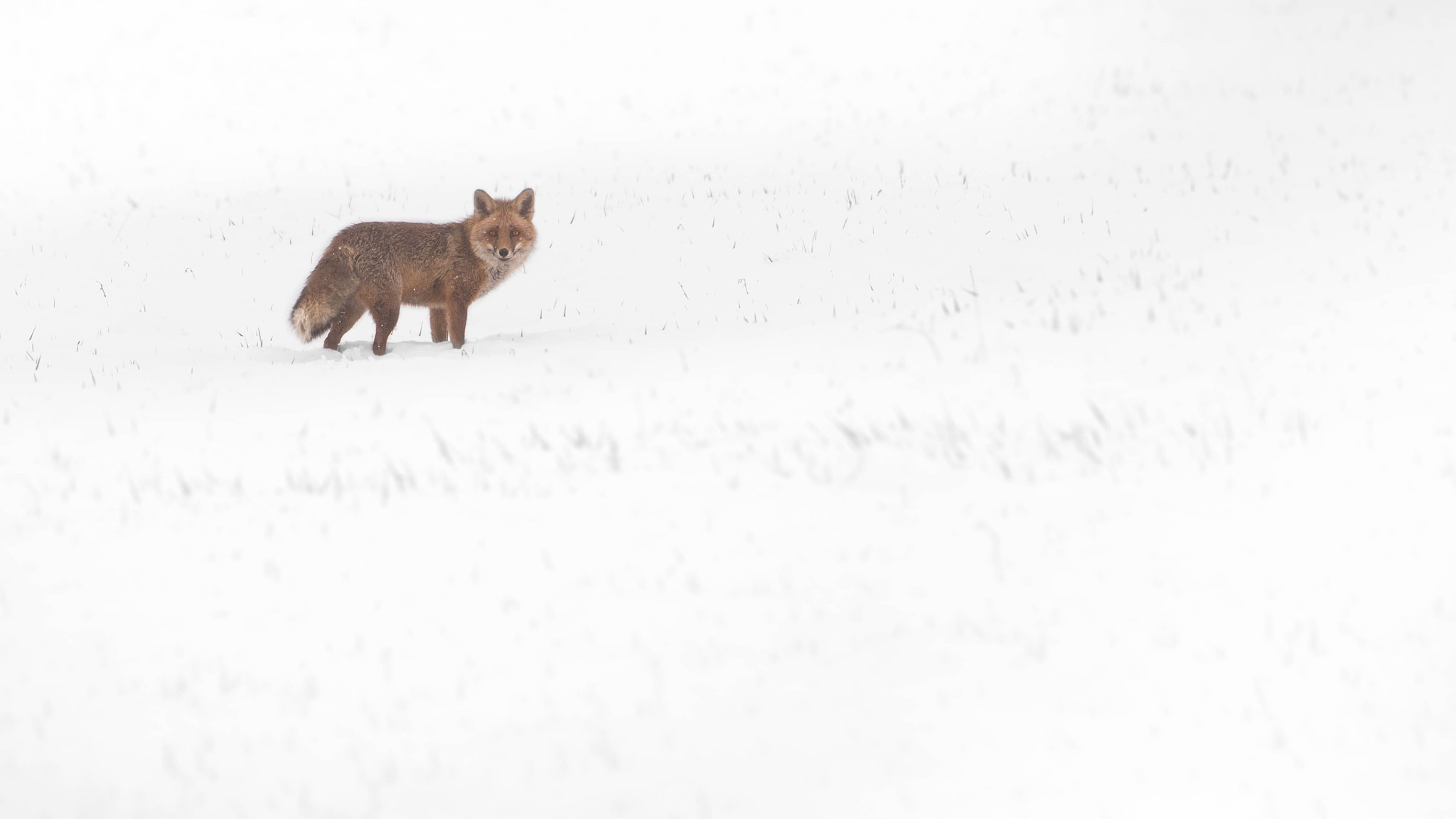 Sigma 120-400mm F4.5-5.6 DG OS HSM sample photo. Chasseur de mulot photography