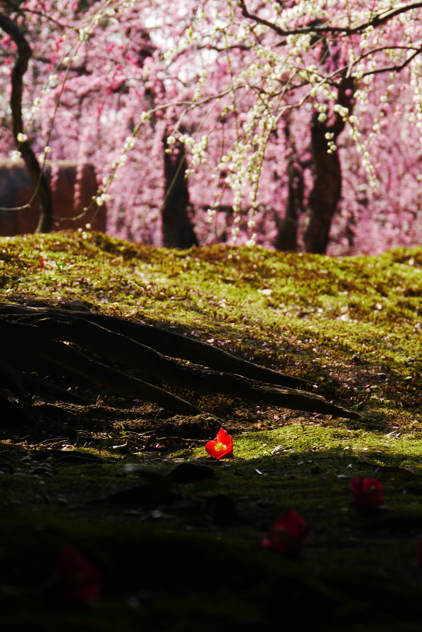 Panasonic Lumix DMC-GX1 sample photo. Winter and spring photography