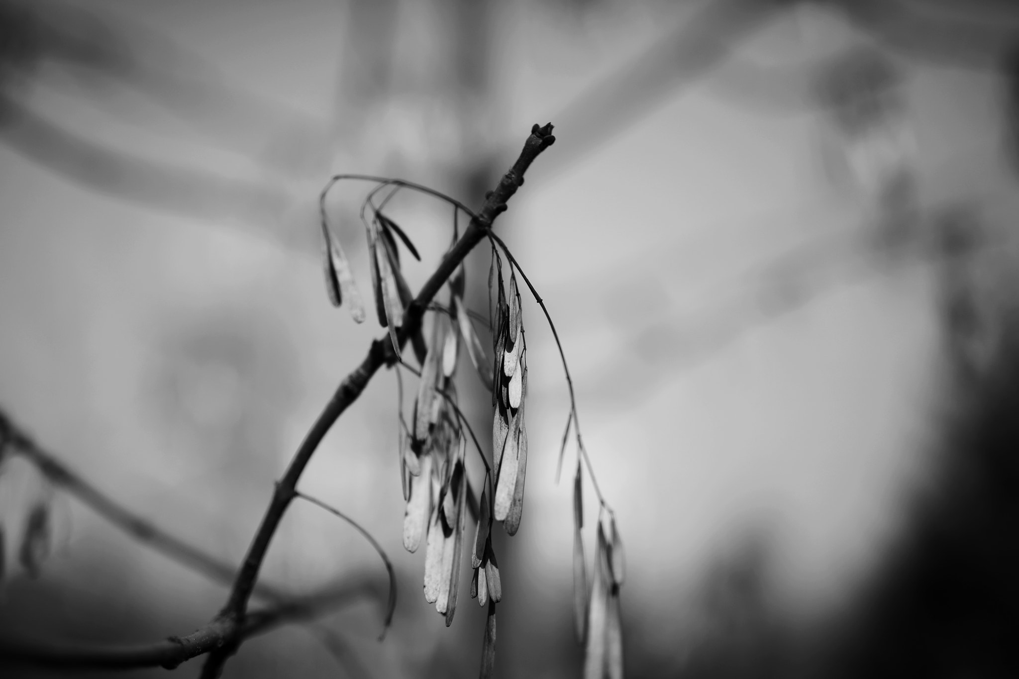 Canon 50mm sample photo