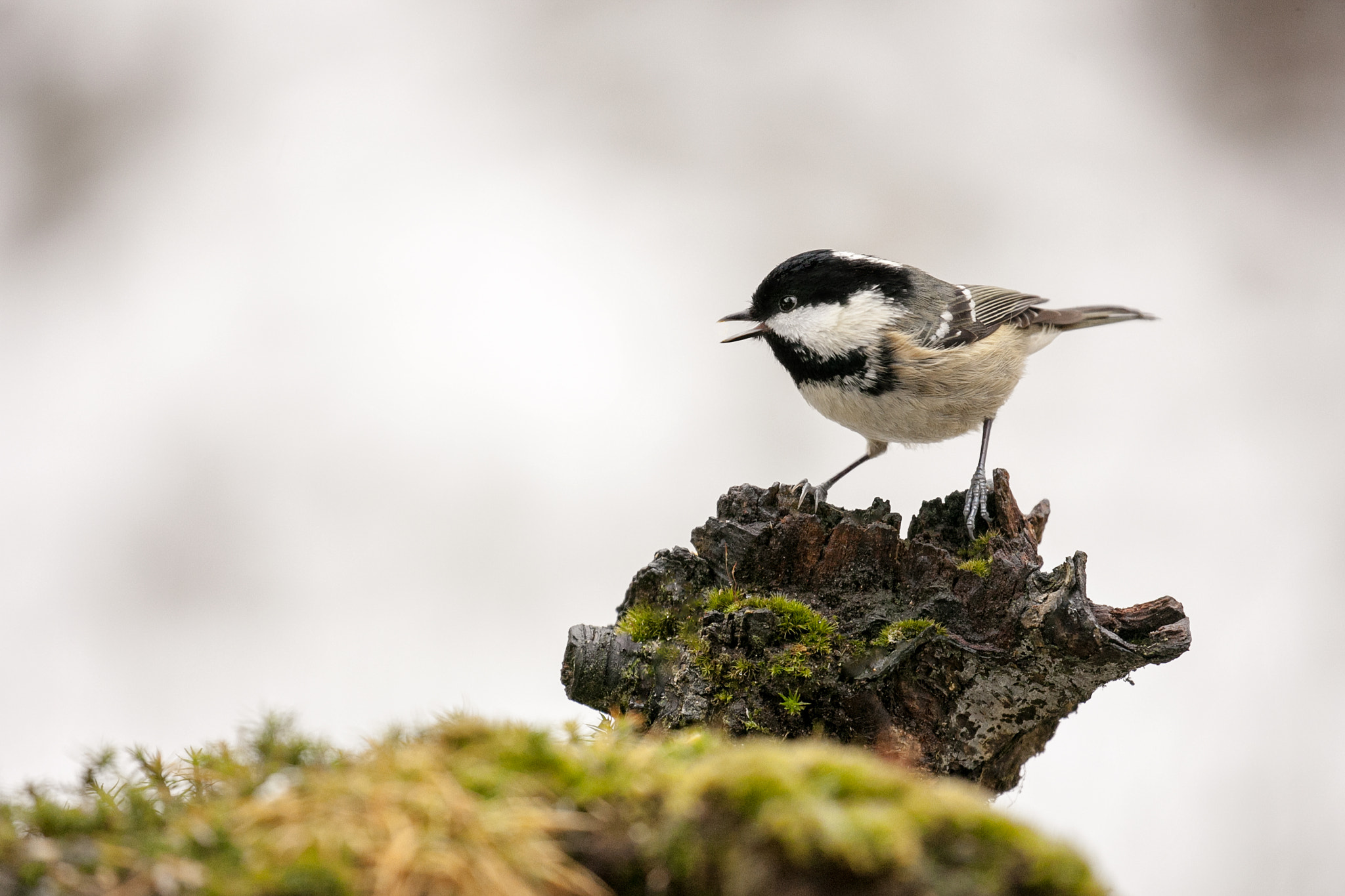 Canon EOS-1Ds Mark III + Canon EF 100-400mm F4.5-5.6L IS II USM sample photo. Coal tit photography