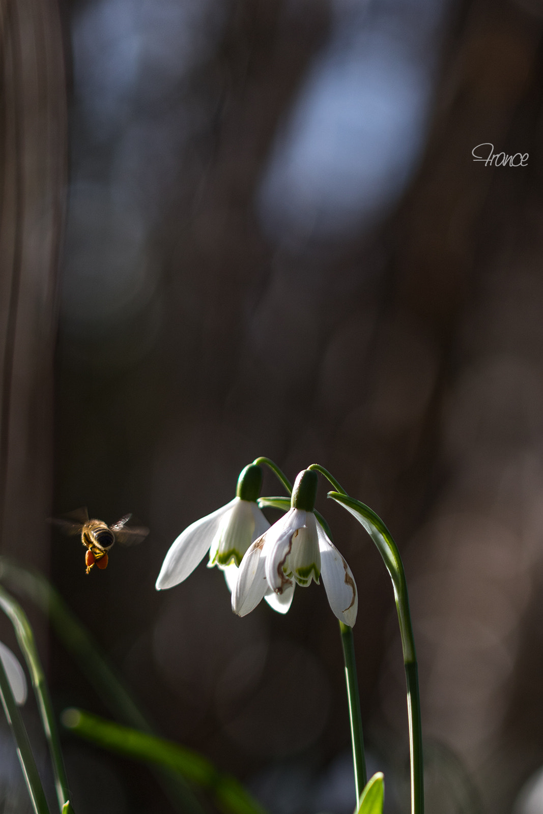 Canon EOS 750D (EOS Rebel T6i / EOS Kiss X8i) + Canon EF 100mm F2.8L Macro IS USM sample photo. Perce-neige et abeille... photography