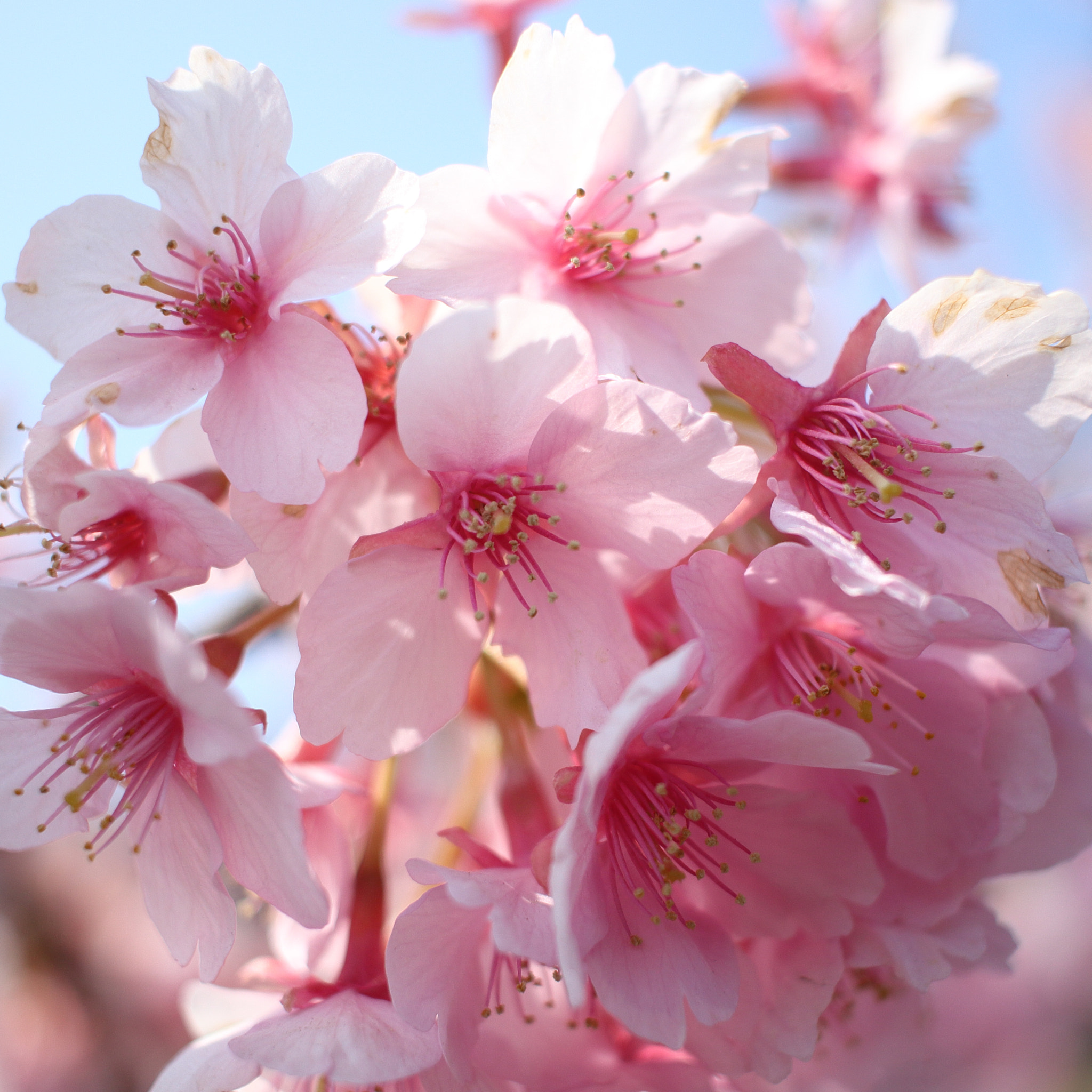 Canon EOS 700D (EOS Rebel T5i / EOS Kiss X7i) sample photo. Cherry blossom photography