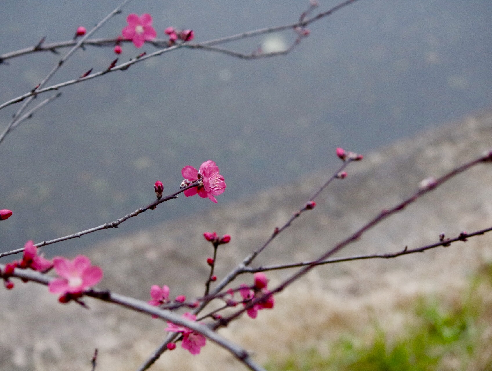 Canon EF-S 55-250mm F4-5.6 IS II sample photo