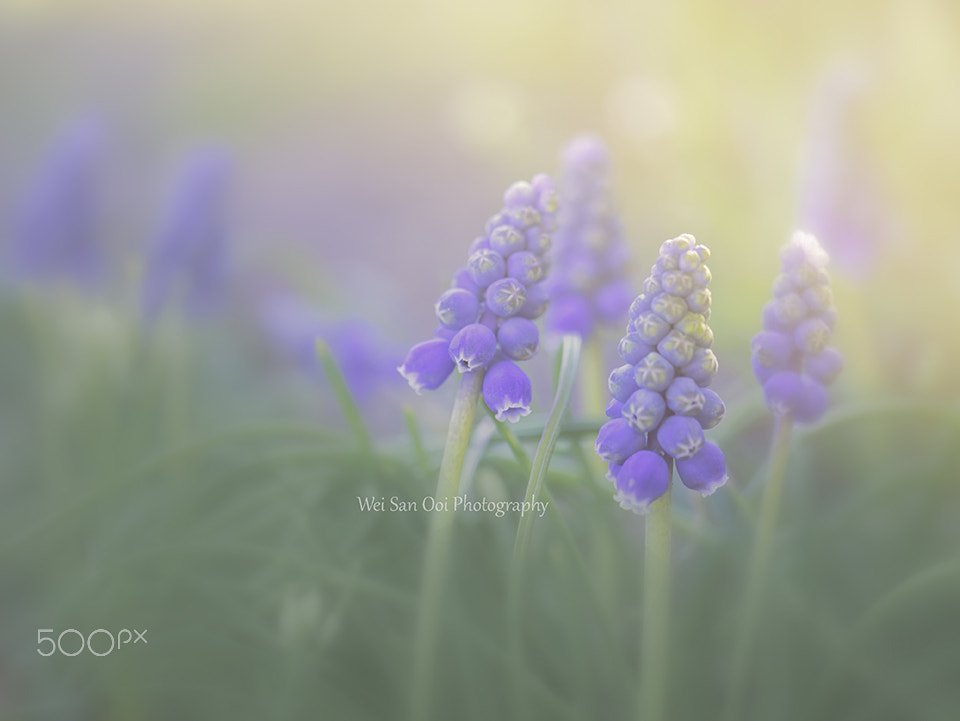 Panasonic Leica DG Macro-Elmarit 45mm F2.8 ASPH OIS sample photo. Grape hyacinth 08 photography