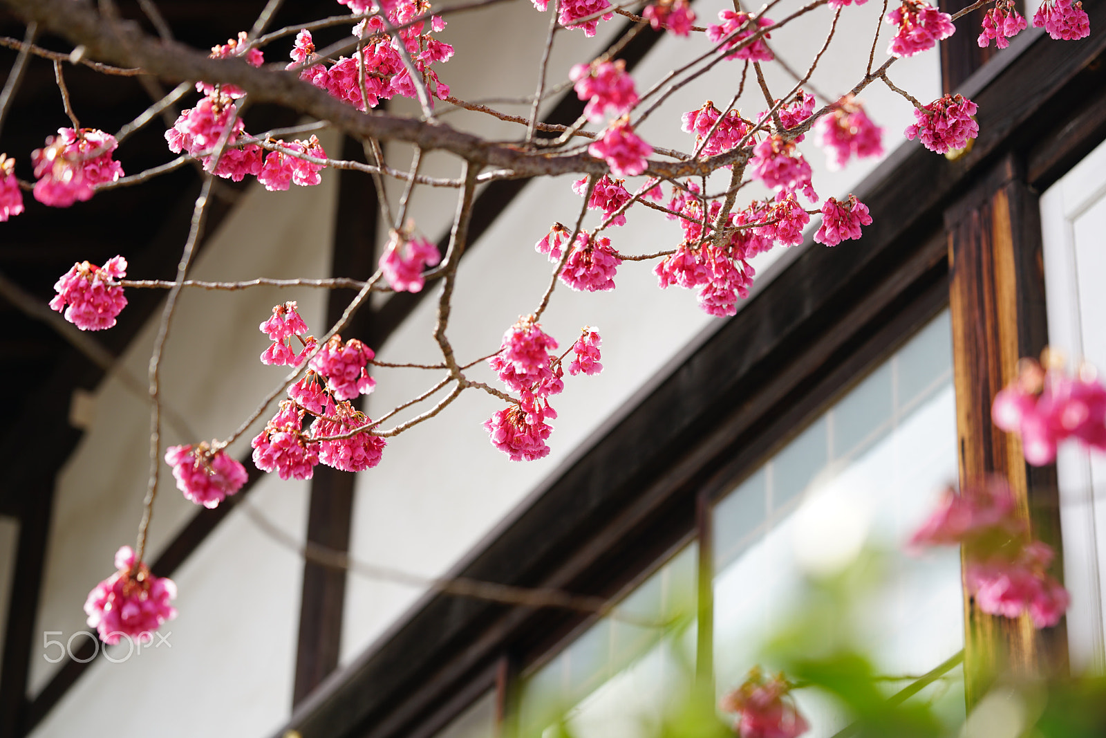Sony a7R II + Sony FE 90mm F2.8 Macro G OSS sample photo. Red flower forward japanese temple photography