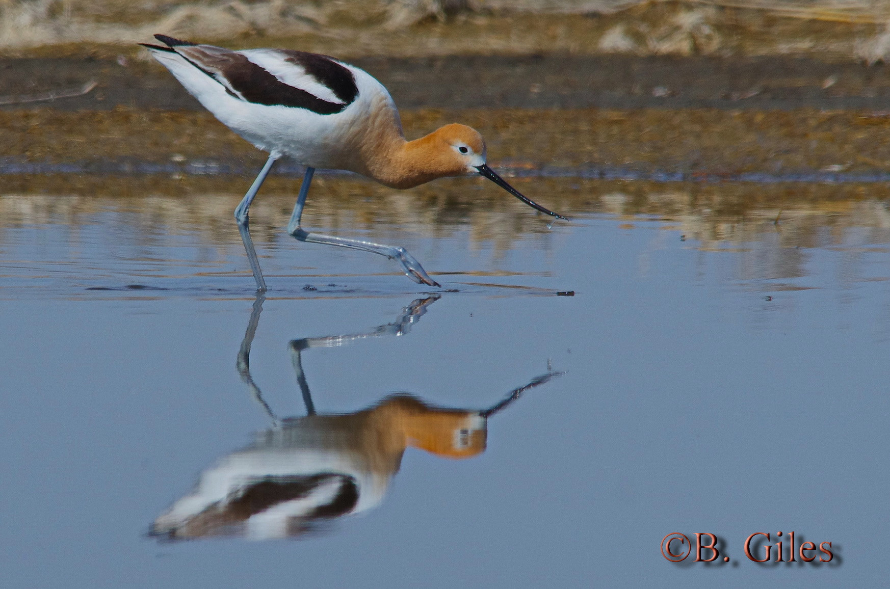 Sigma 150-500mm F5-6.3 DG OS HSM sample photo. Walking on a mirror photography