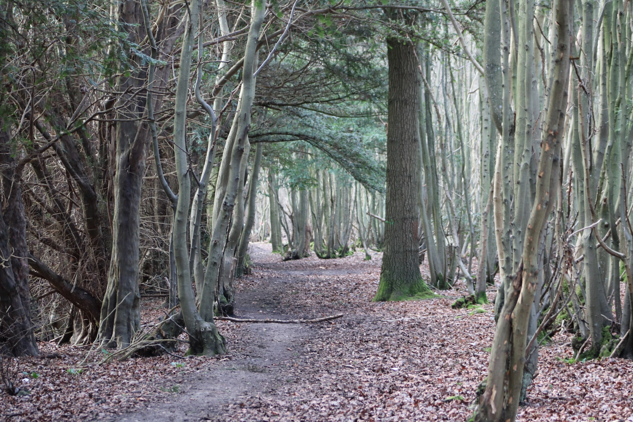 Canon EOS 760D (EOS Rebel T6s / EOS 8000D) + EF75-300mm f/4-5.6 sample photo. Winter woodland path. photography