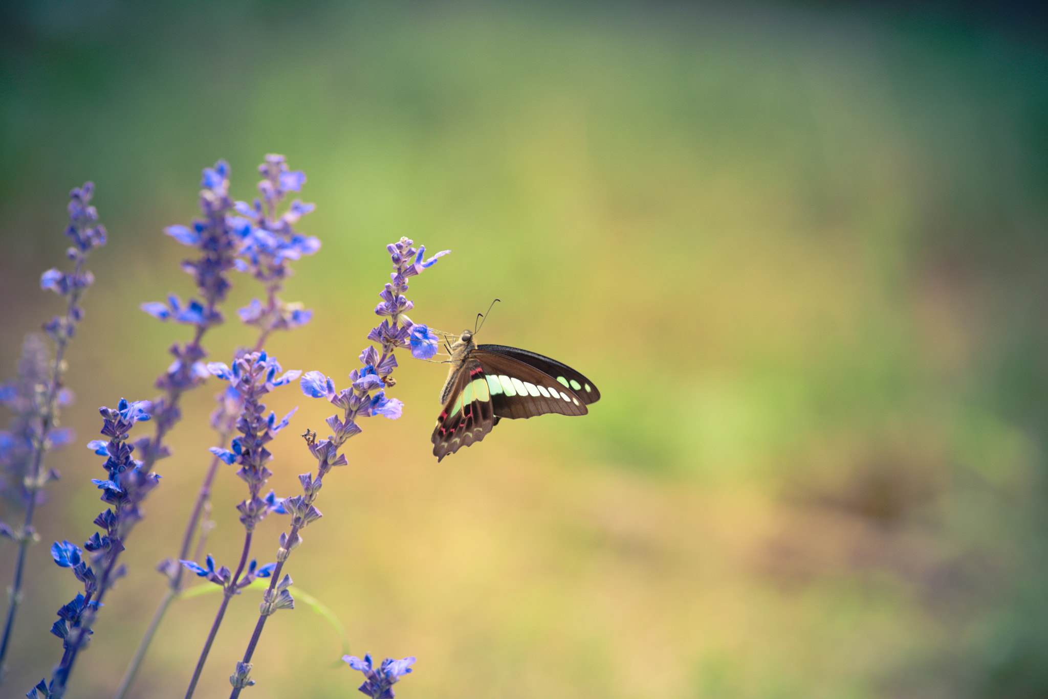 Nikon D610 + Nikon AF Nikkor 180mm F2.8D ED-IF sample photo. Butterfly photography