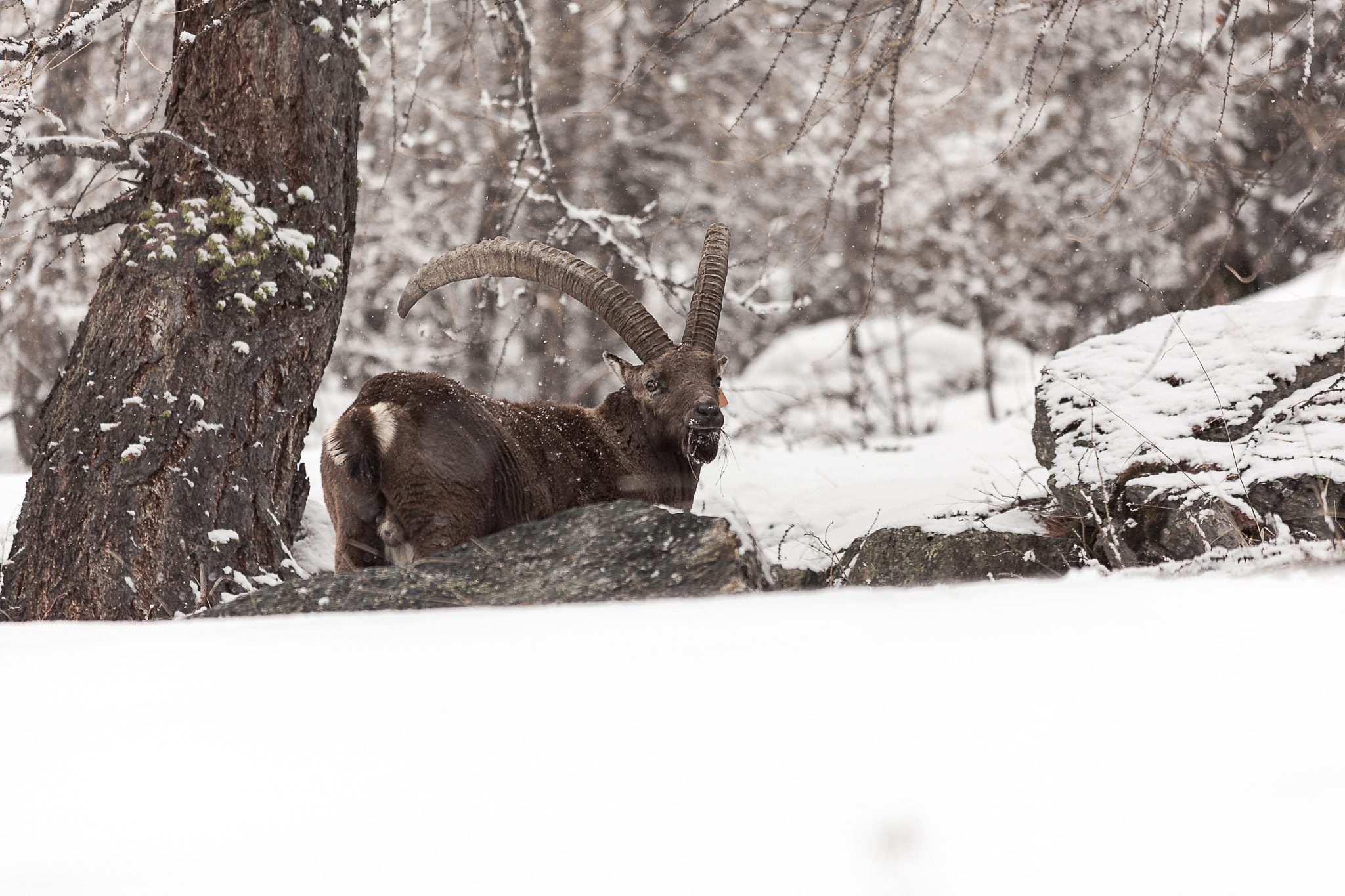 Sigma 150-500mm F5-6.3 DG OS HSM sample photo. The gaze of the nature photography