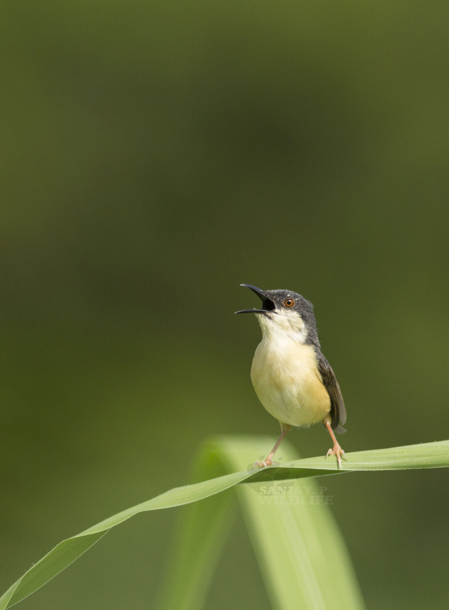 Canon EOS 60D + Canon EF 300mm F4L IS USM sample photo. Ashy prinia (prinia socialis) photography